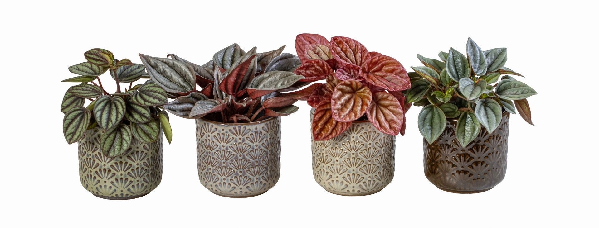 Peperomia L 66045 With Peperomia Caperata Mix