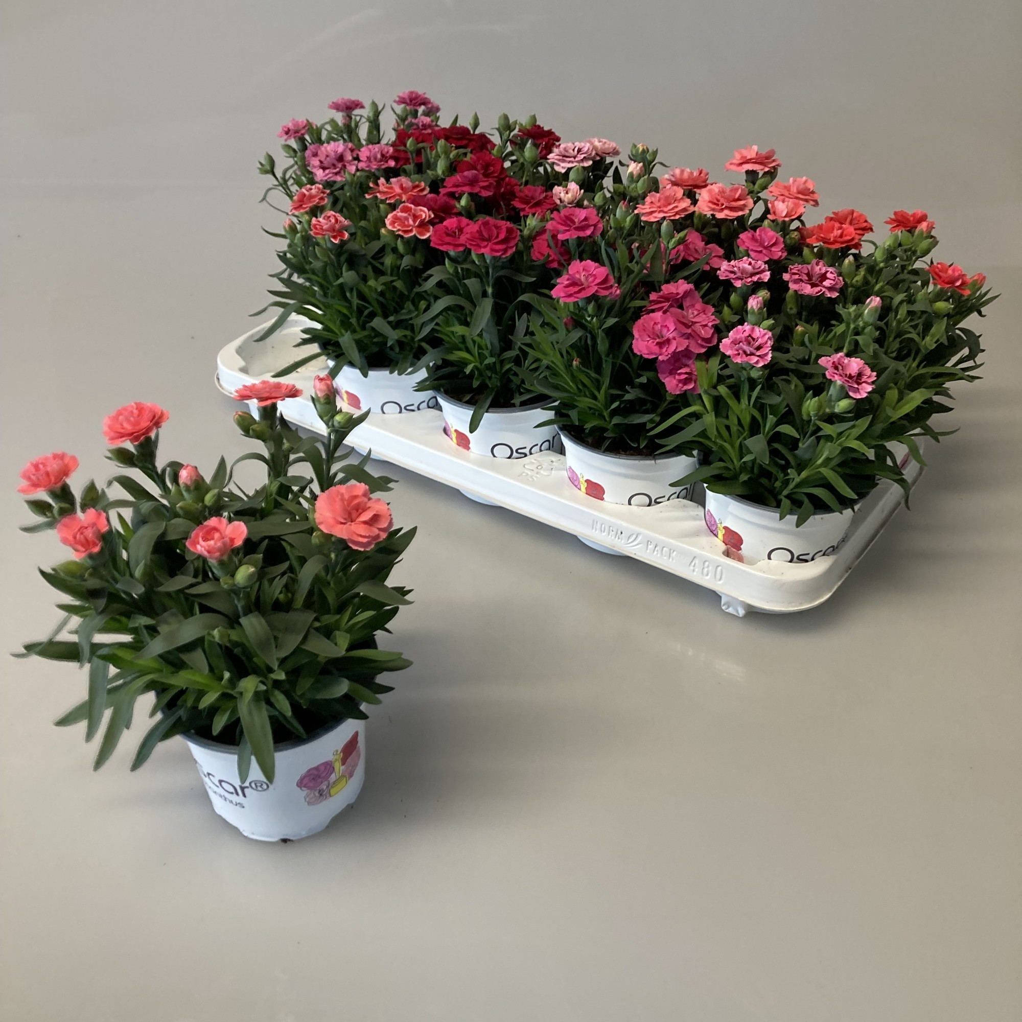 Picture of Dianthus Oscar in varieties P12 20CM