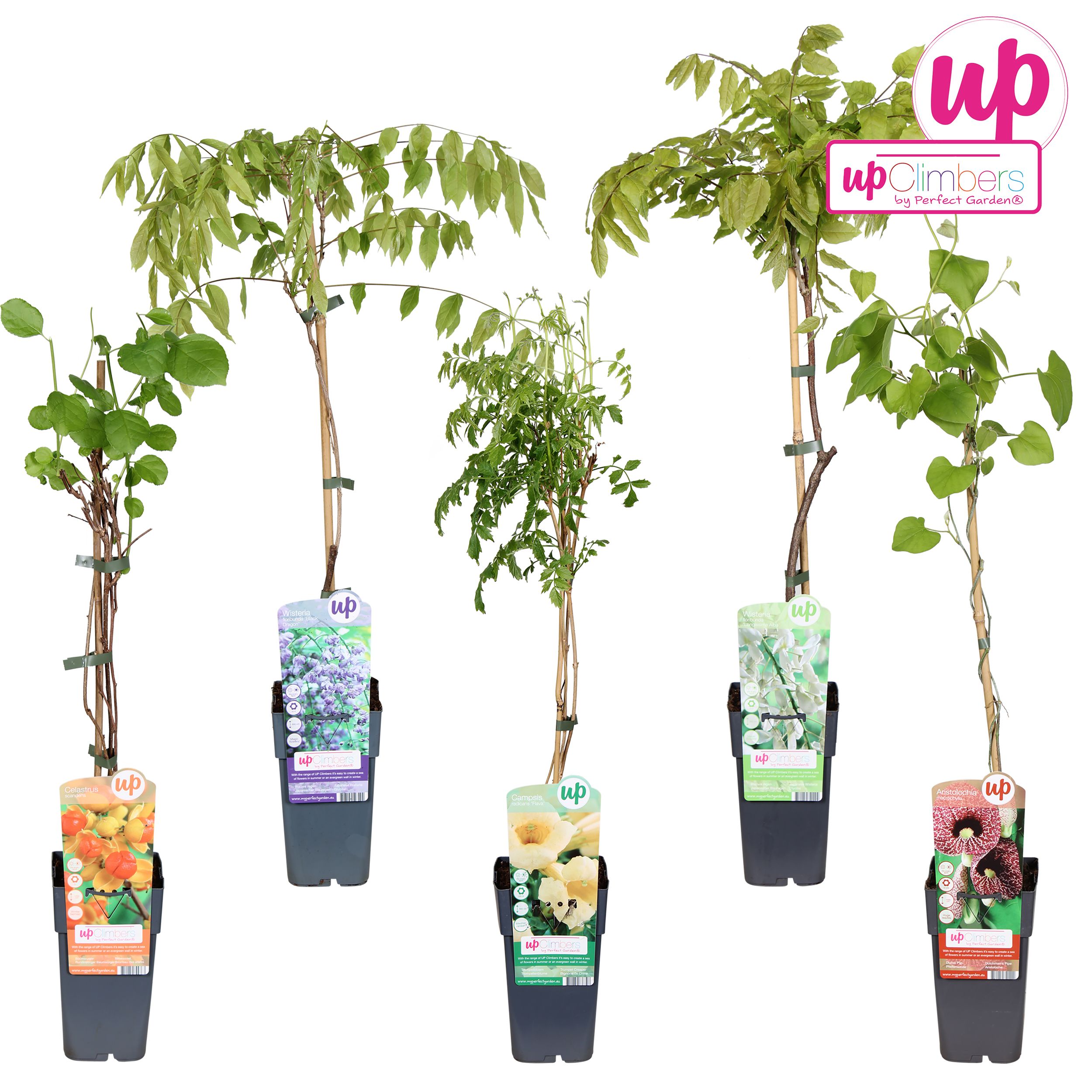 Picture of Klimplanten mix tray exclusive P15