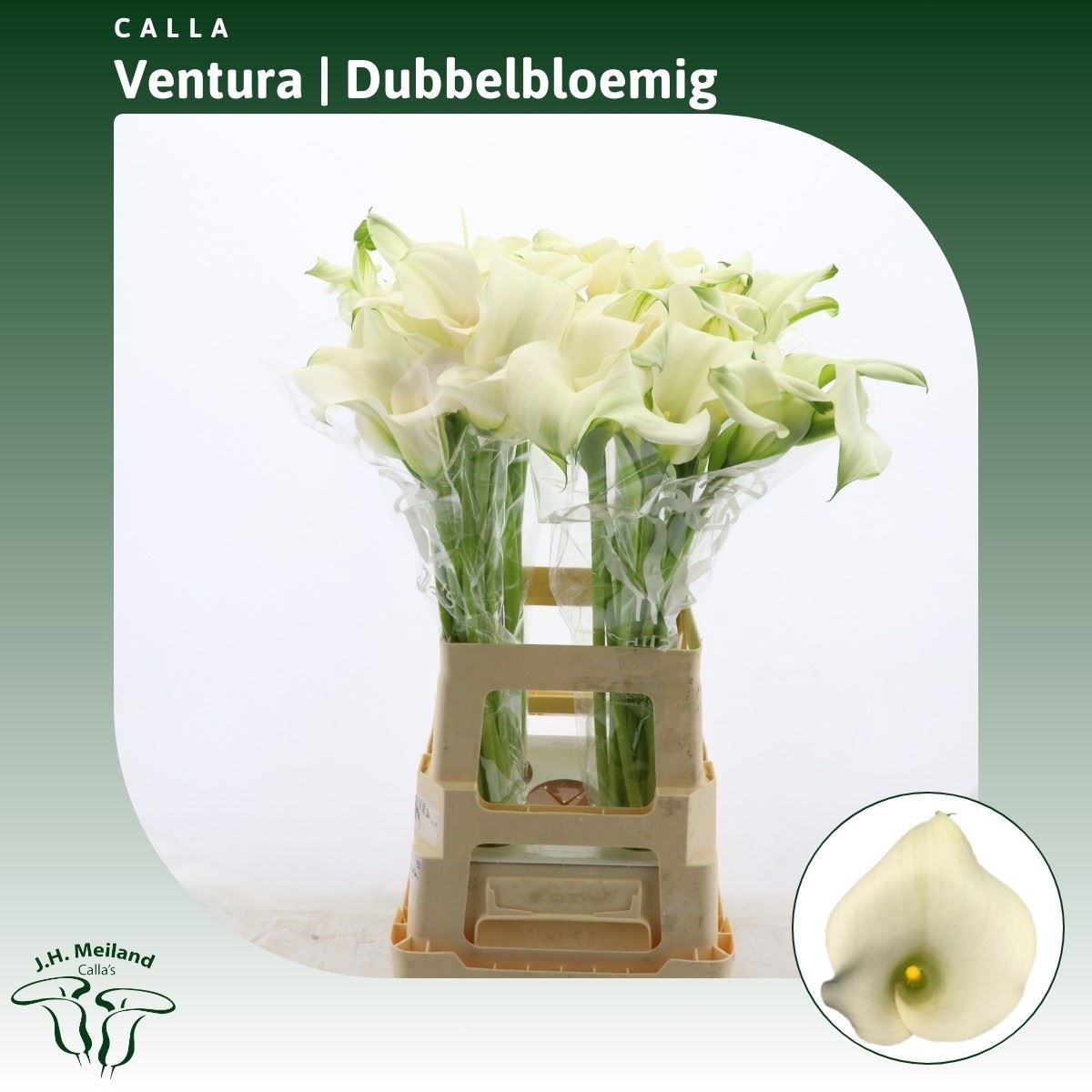 Calla Capt Ventura 70cm