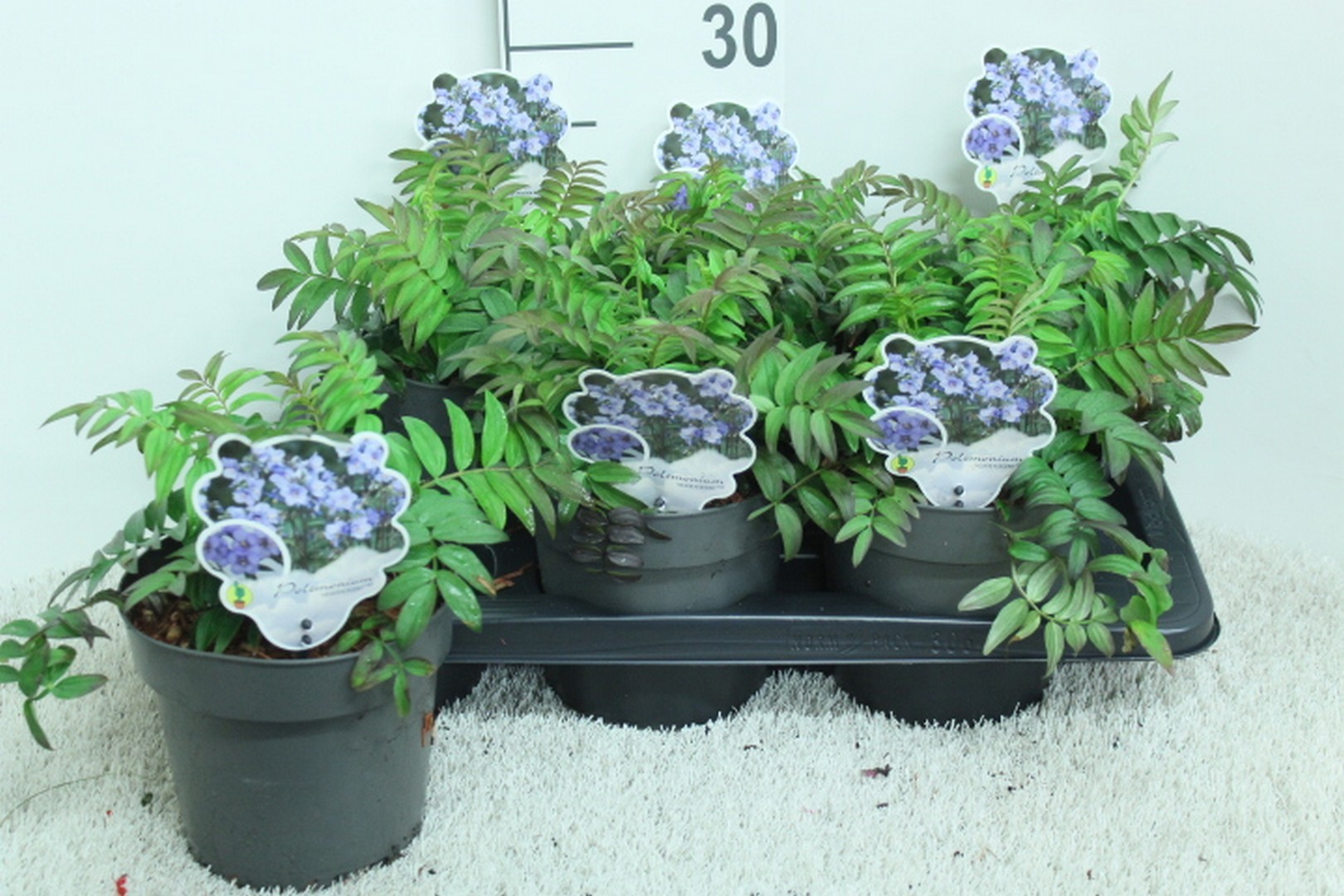 Polemonium 'Heaven Scent'