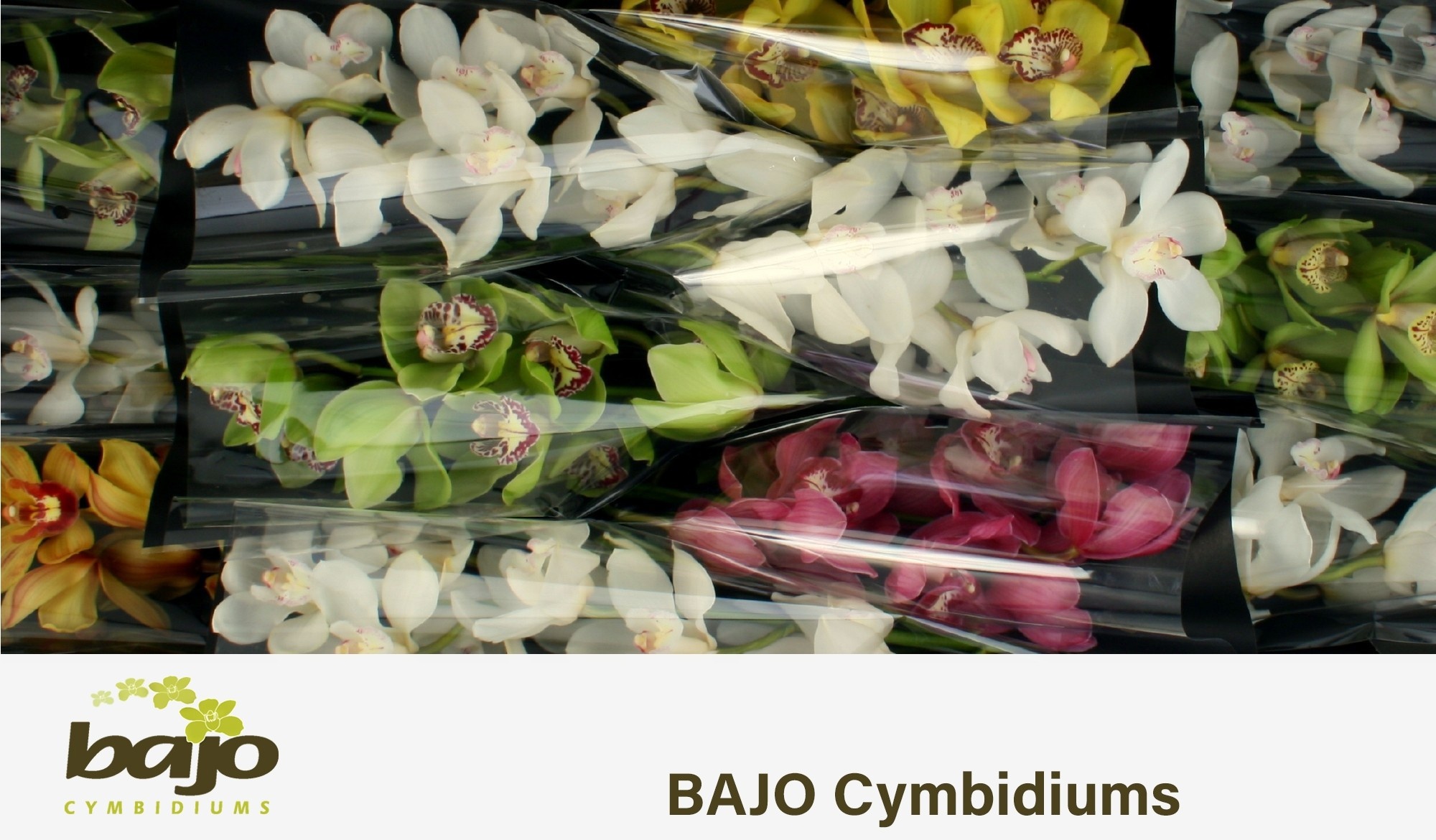 Cymbidium Asst 7bl