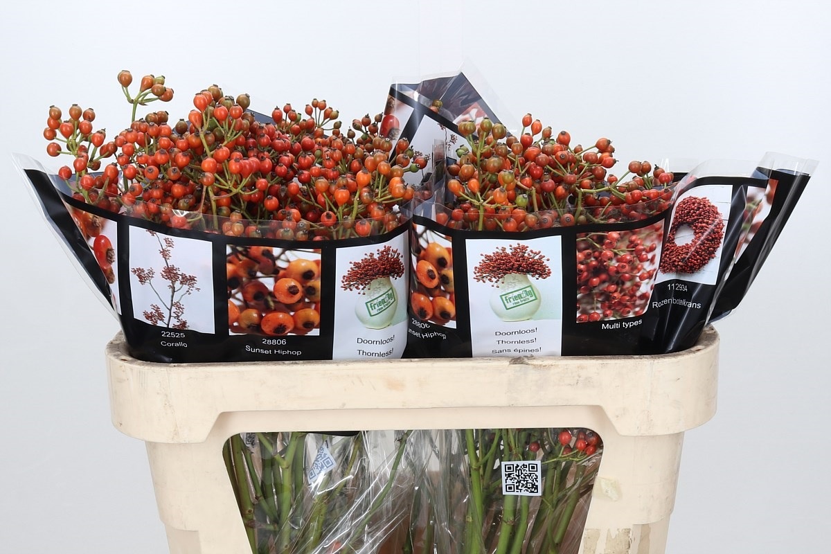 Rosa Aut Rosefruits 70cm