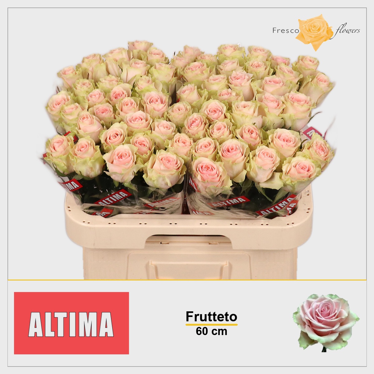Rosa Frutteto 60cm