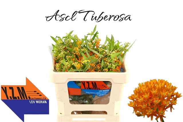 Asclepias Tuberosa 45cm