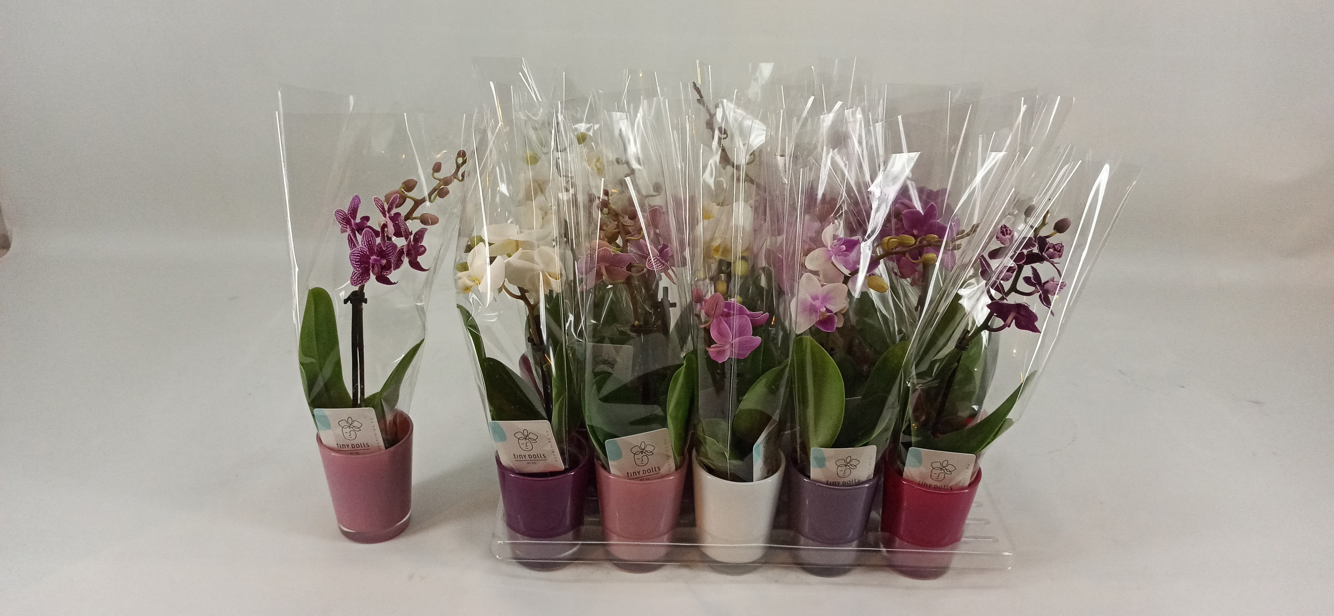 Phal Mini 6P 25H 1TAK 7bloem 23bloei