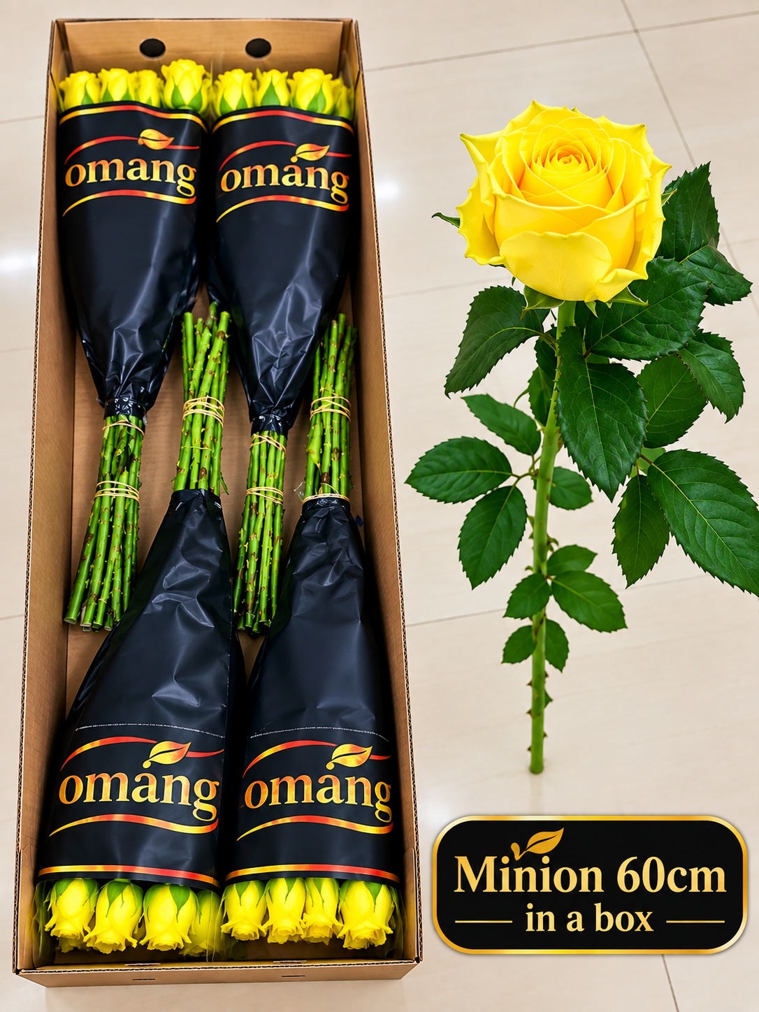 Rosa Minion Rose 60cm
