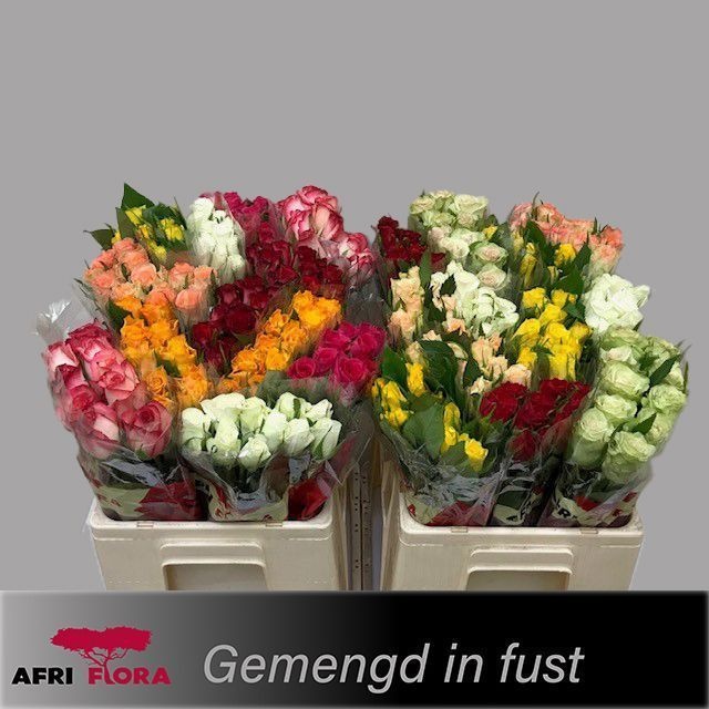 Rosa Sw Mixed In Fust 50cm