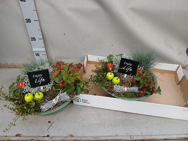 Arrangement Garden Plants 32Ø