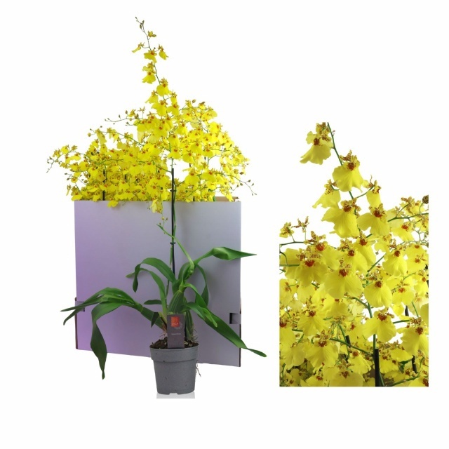 Oncidium Ov 12P 70H 1TAK 34bloei