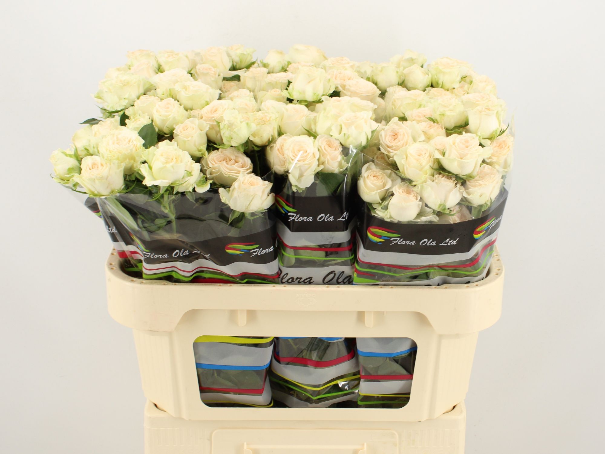 R Tr Sofie 70cm