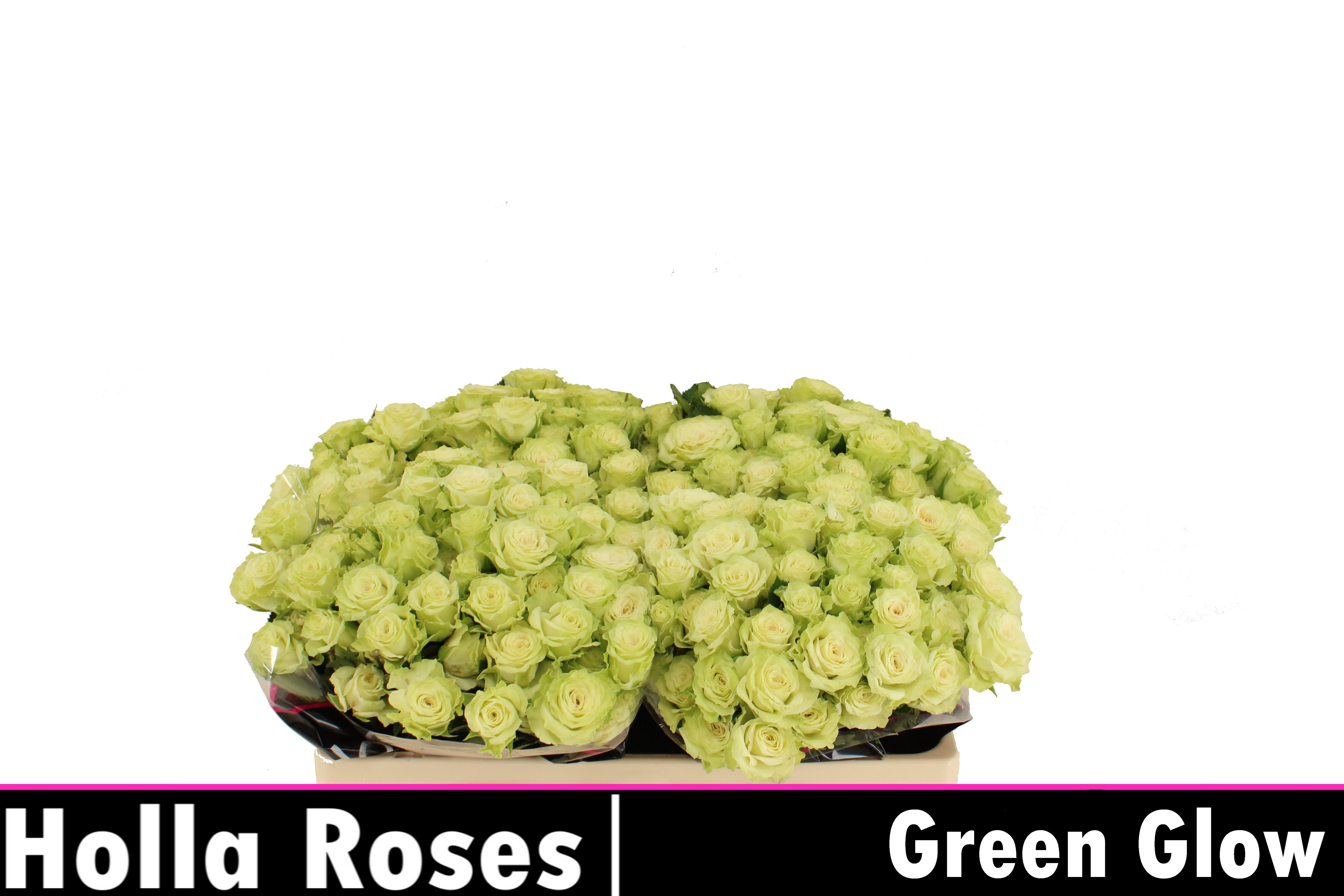 Rosa Spr Green Glow 50cm