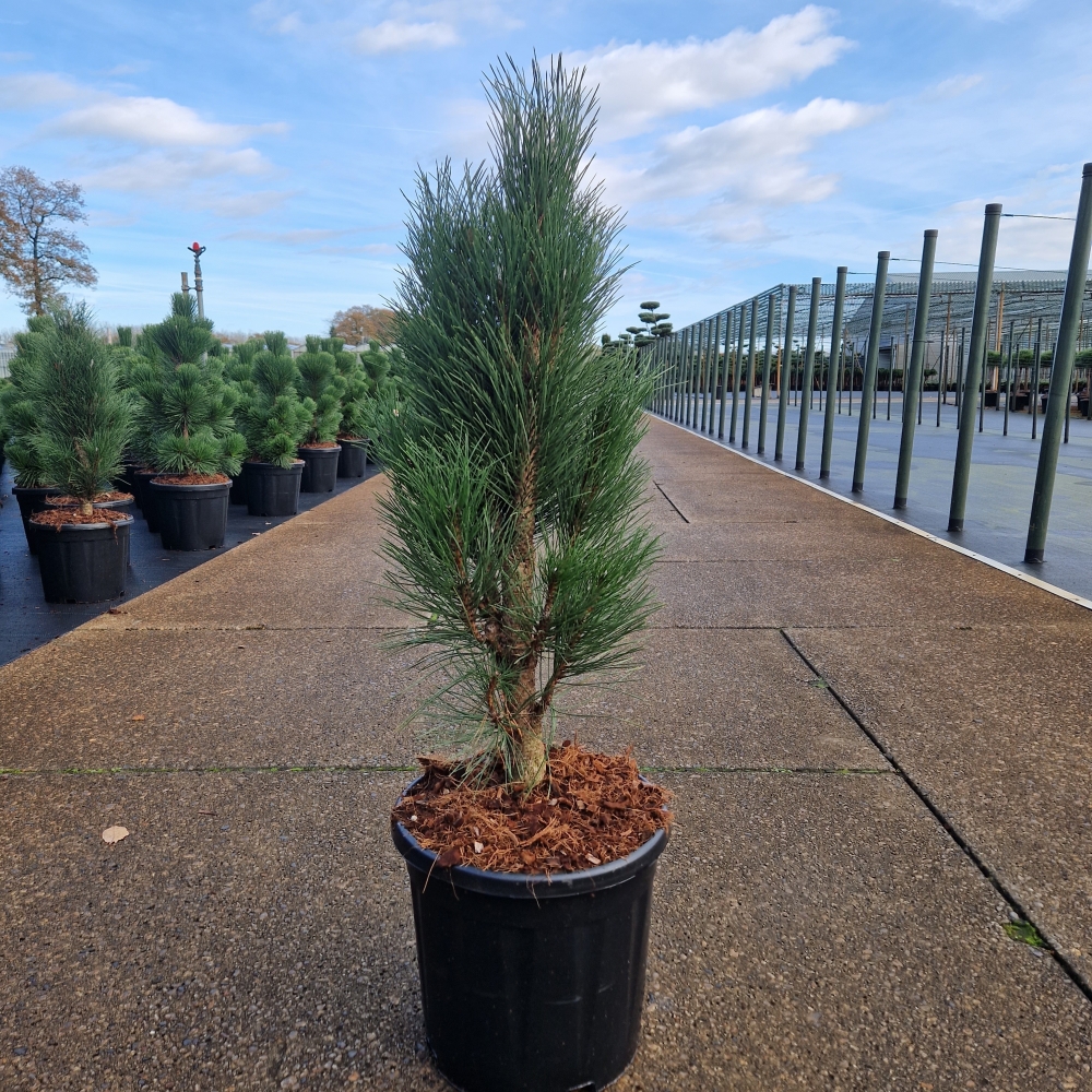 Picture of Pinus nigra Green Tower P31 90cm (LOOSE)