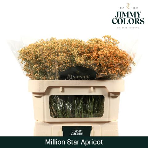 Gyps Million Star L70 Apricot