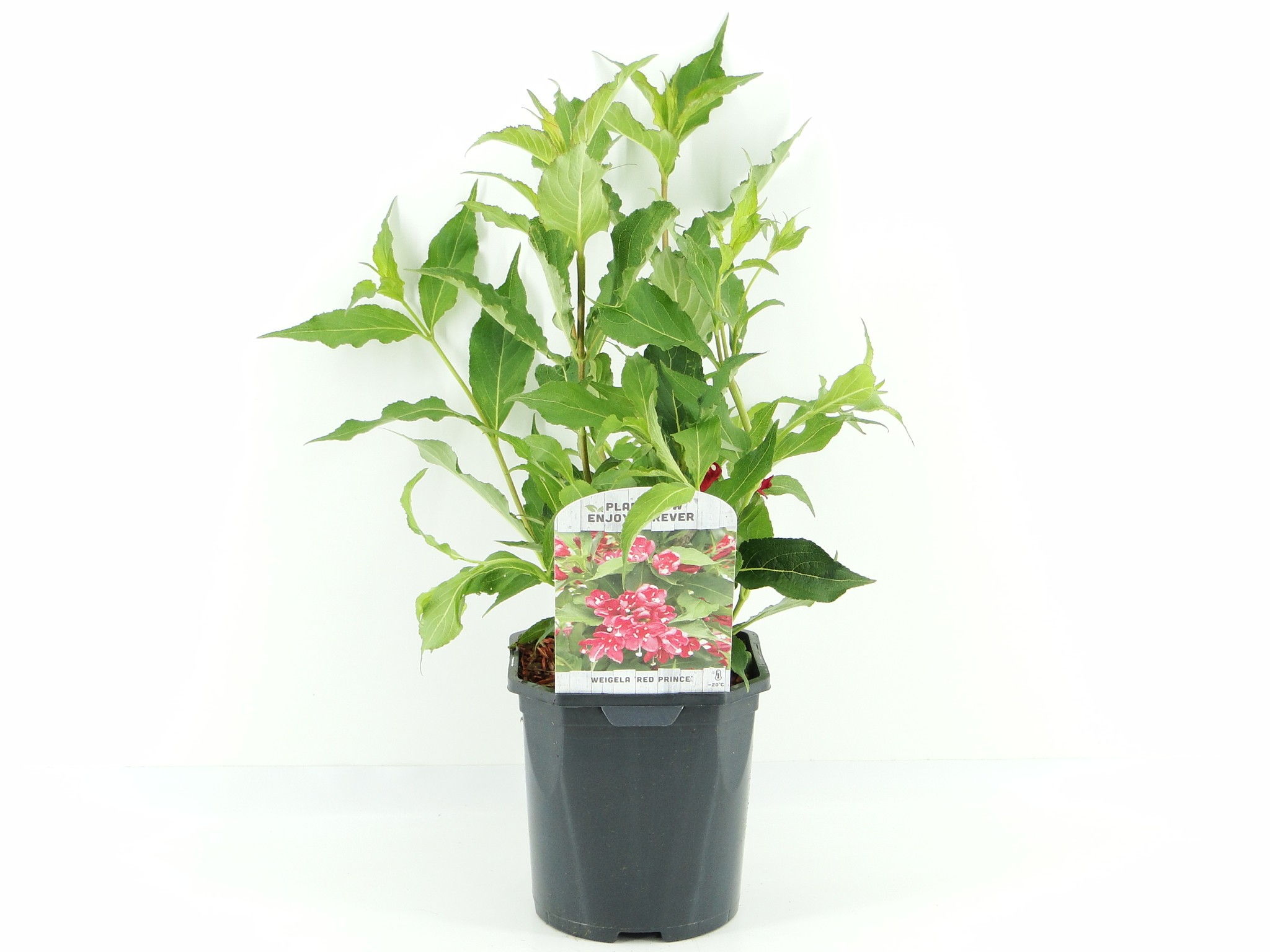 Picture of Weigela Red Prince P17 (2 Ltr) Square