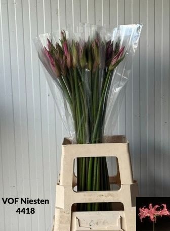 Amarine Smilla 70cm