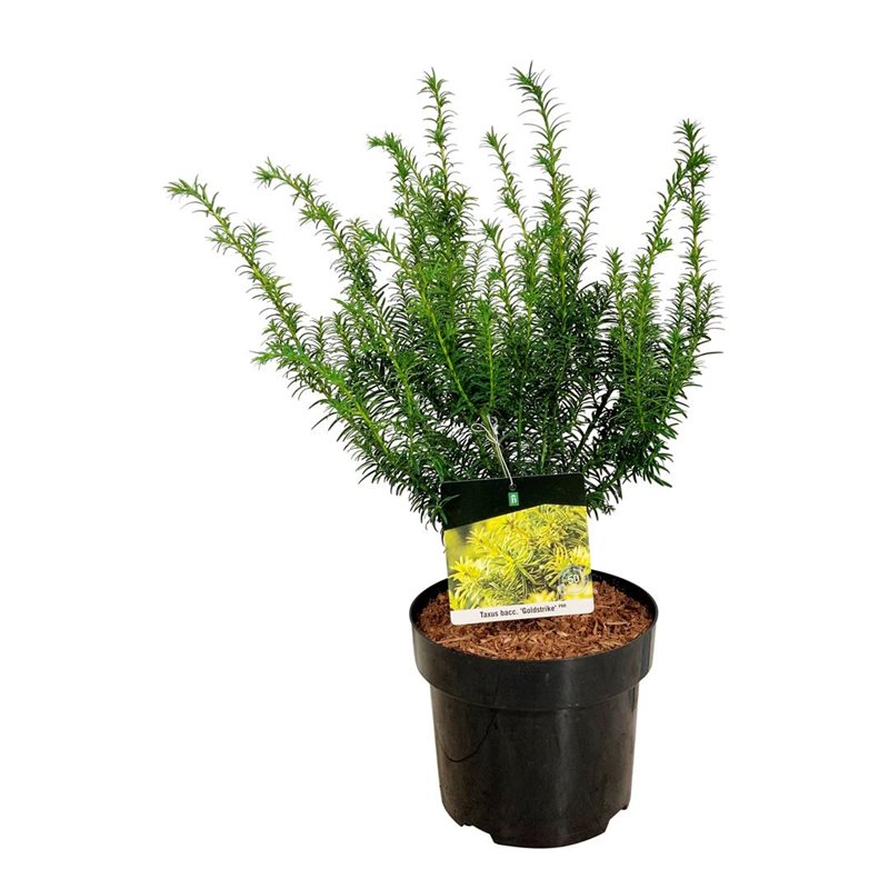 Picture of Taxus b. 'Goldstrike'