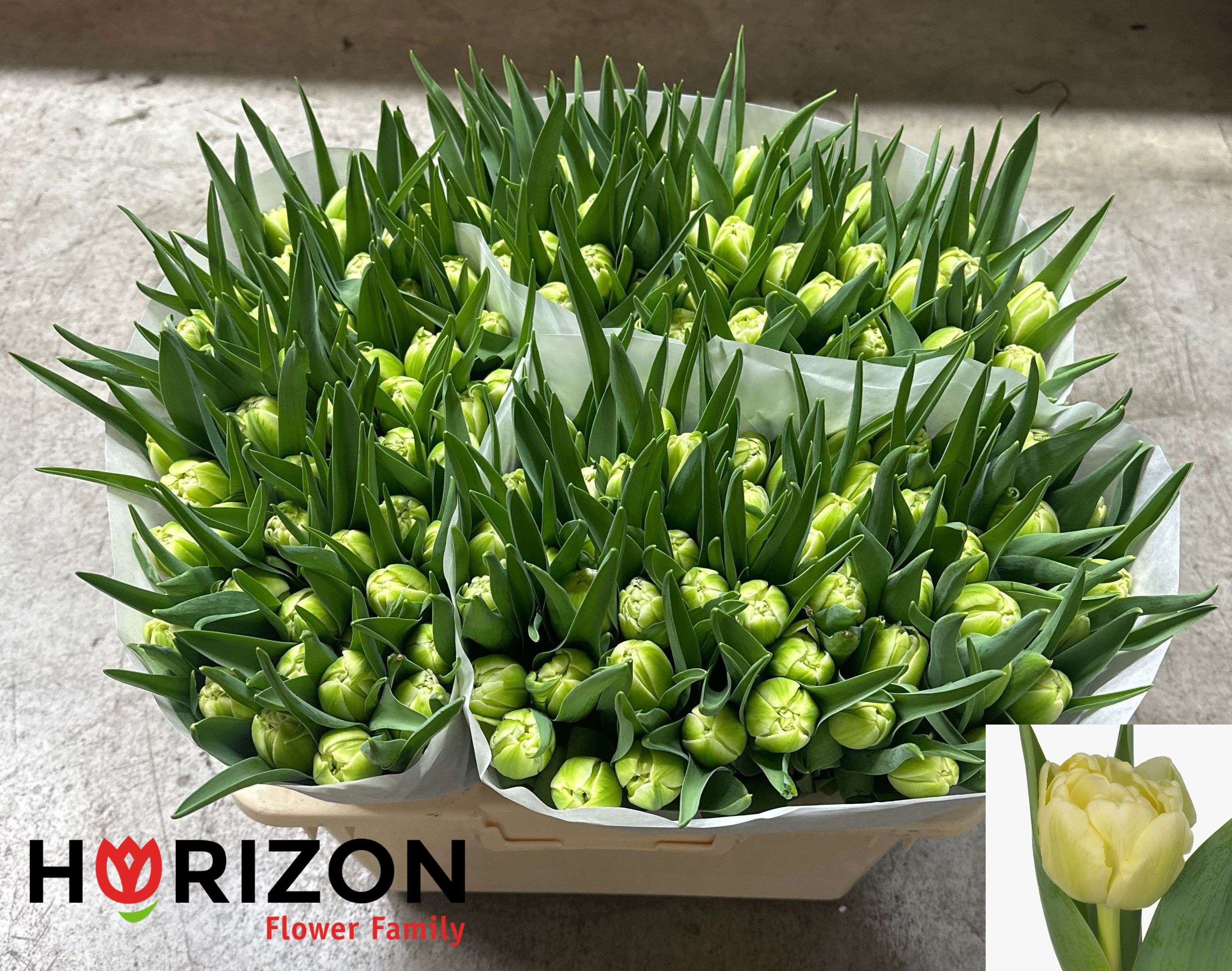 Tulipa Double Avant Garde 35cm 28gram