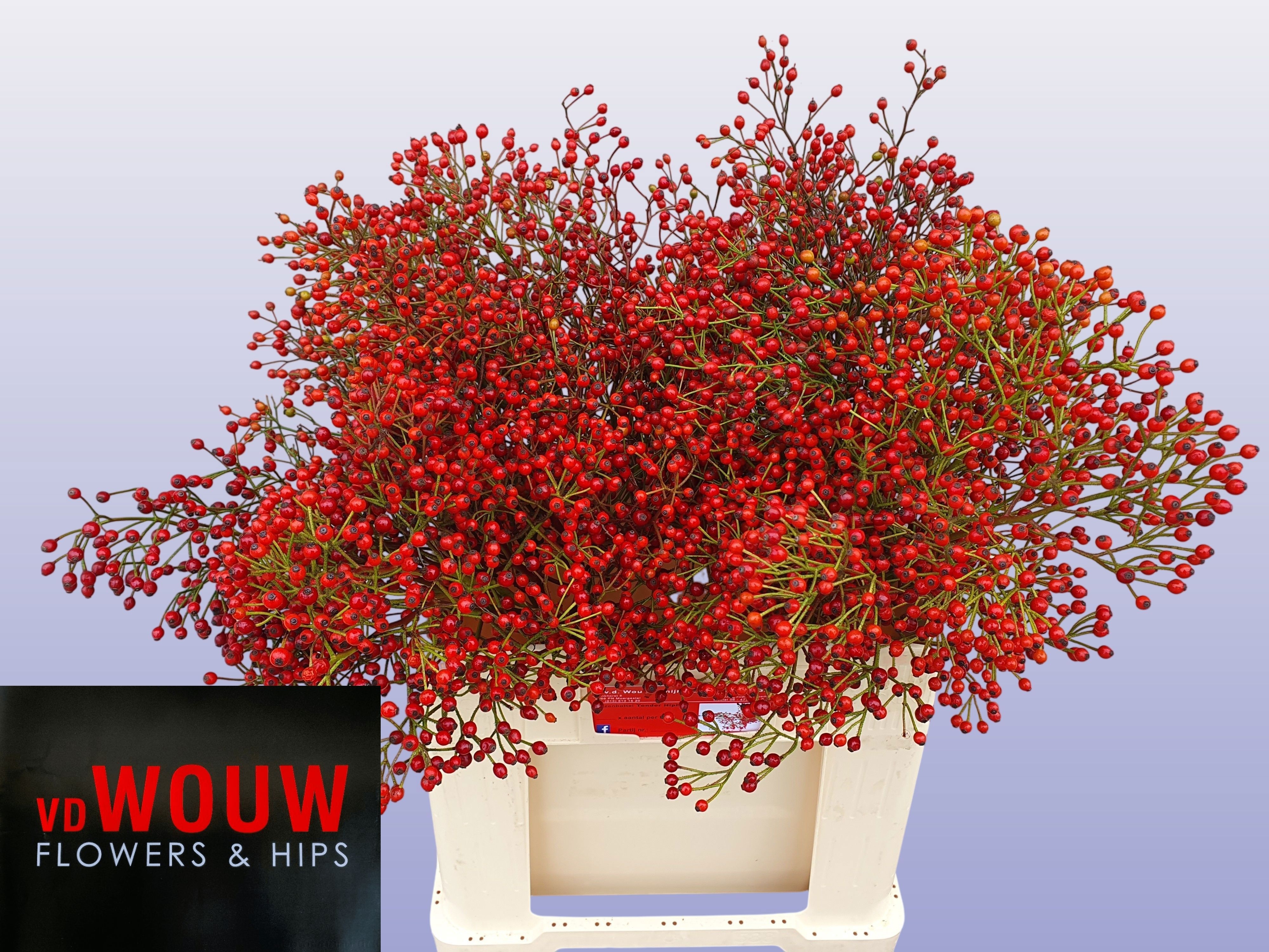 Rosa F Aut Splendor 60cm