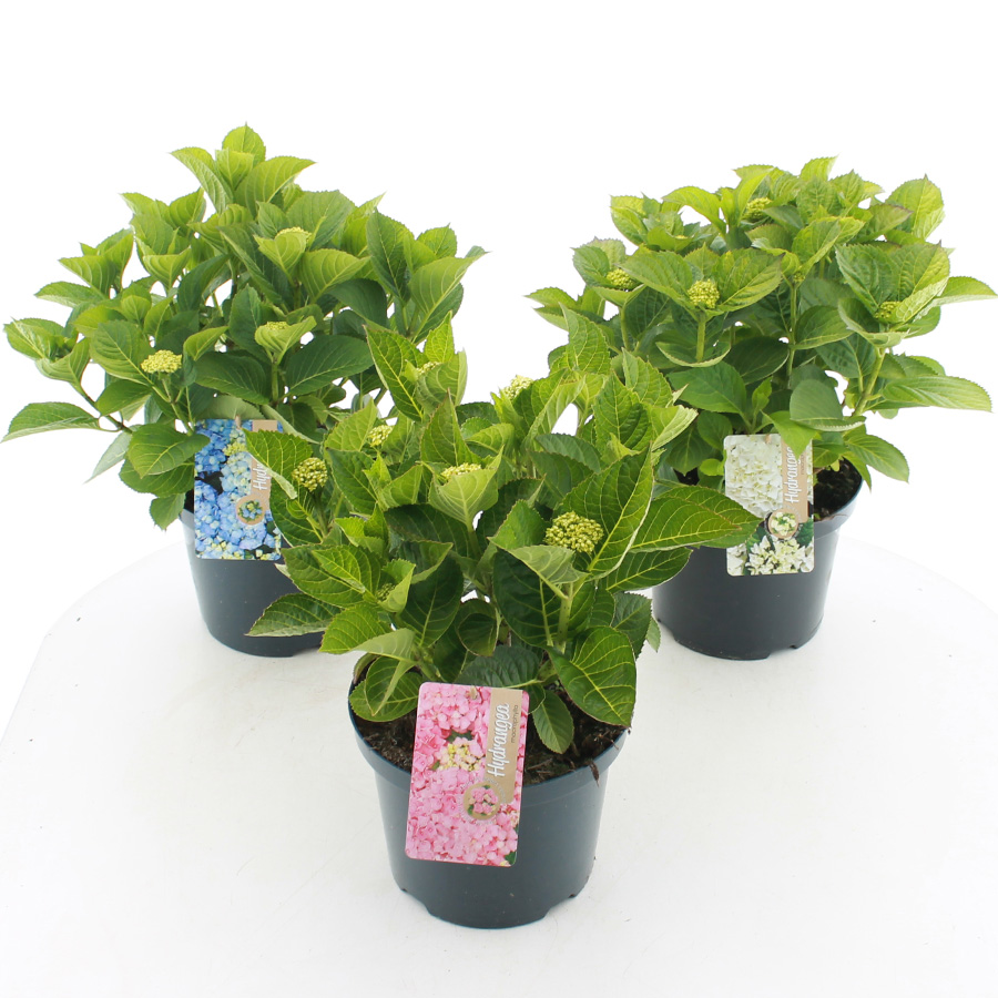 Picture of Hydrangea macr. / teller MIX C5 (23cm.) Kn.