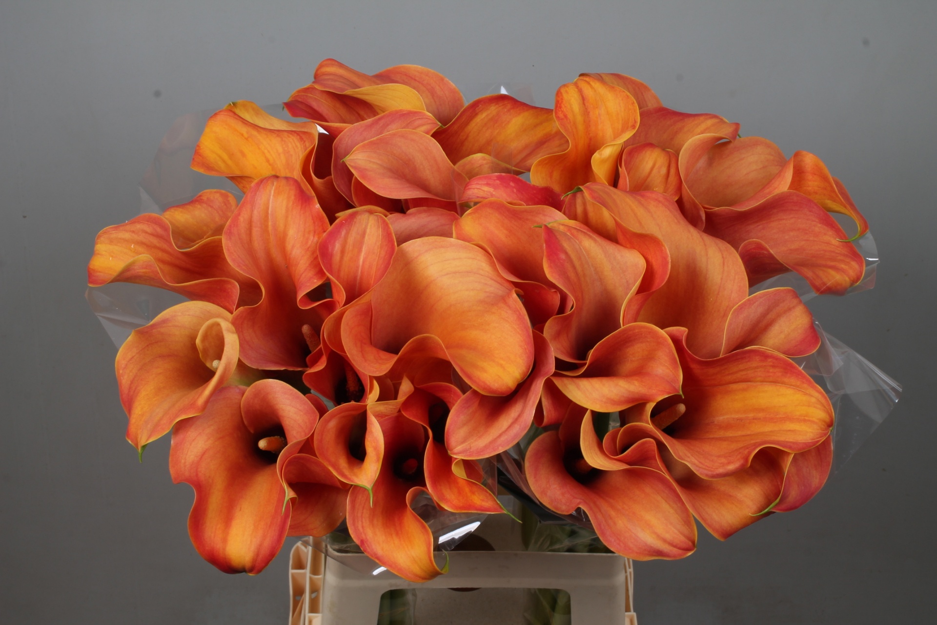 Calla Callista 70cm