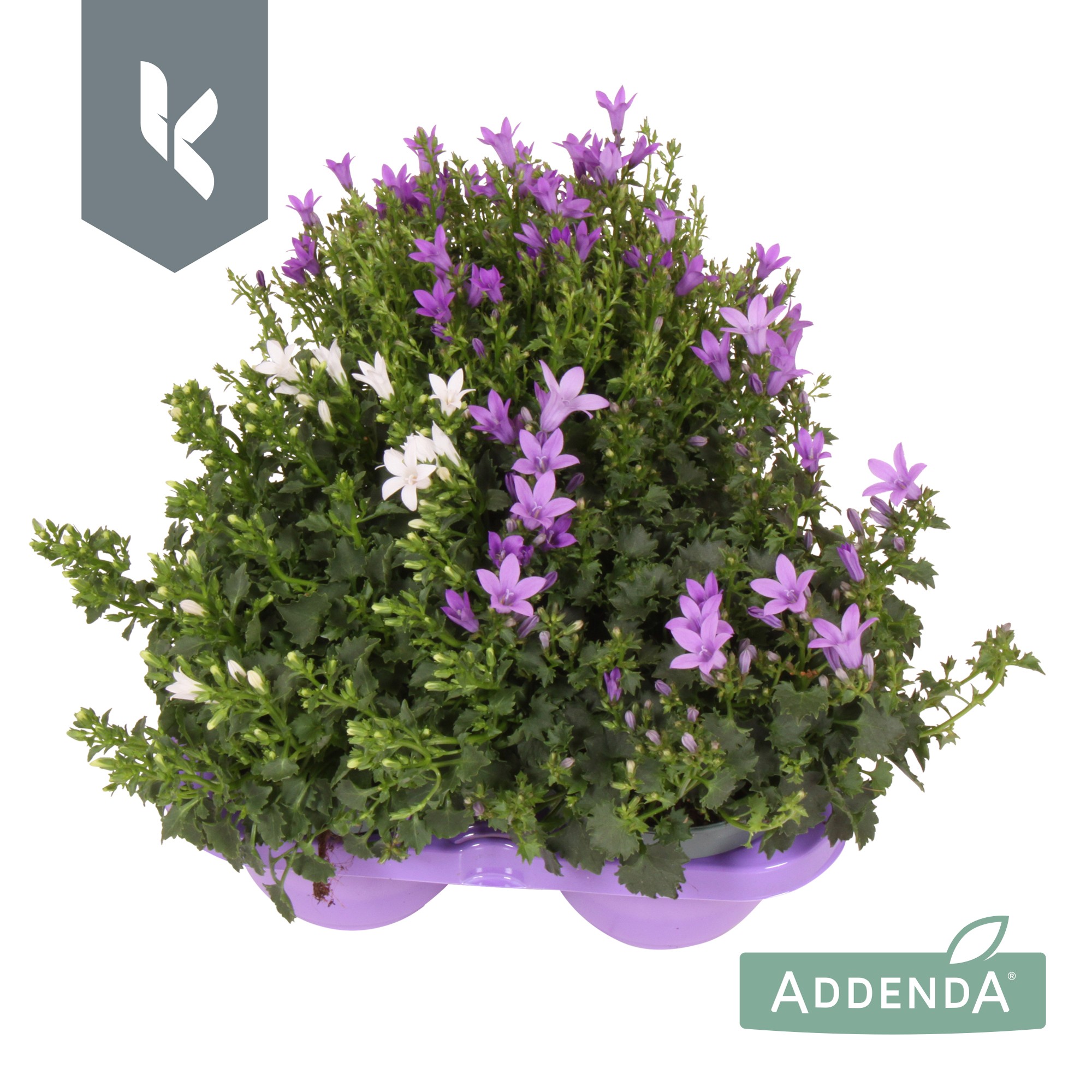 Picture of Campanula Addenda mix P10.5 3-PACKS/MIX-IN-TRAY (LOOSE)