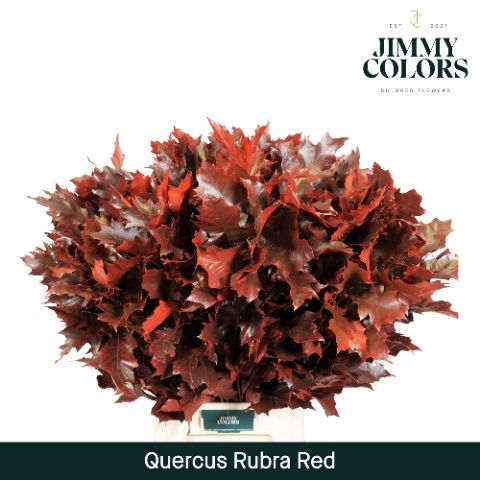 Quercus Rubra L80 Red