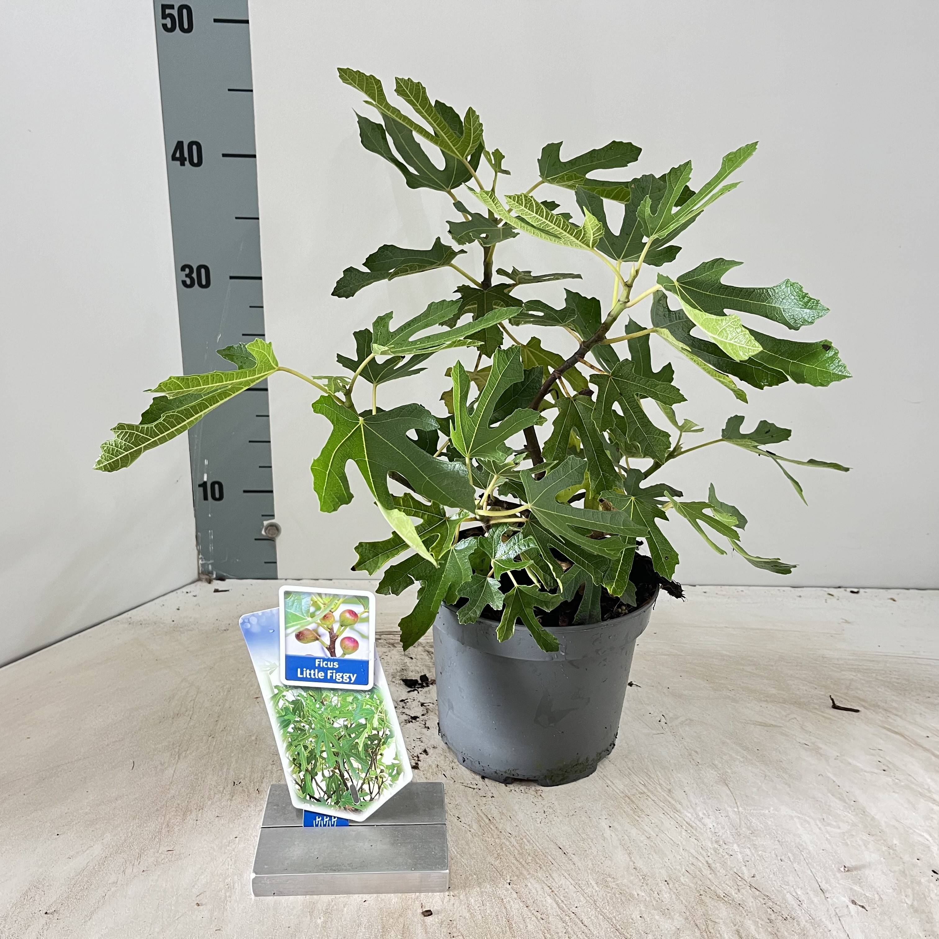 Picture of Ficus carica Little Miss Figgy ('LMF01'PBR)