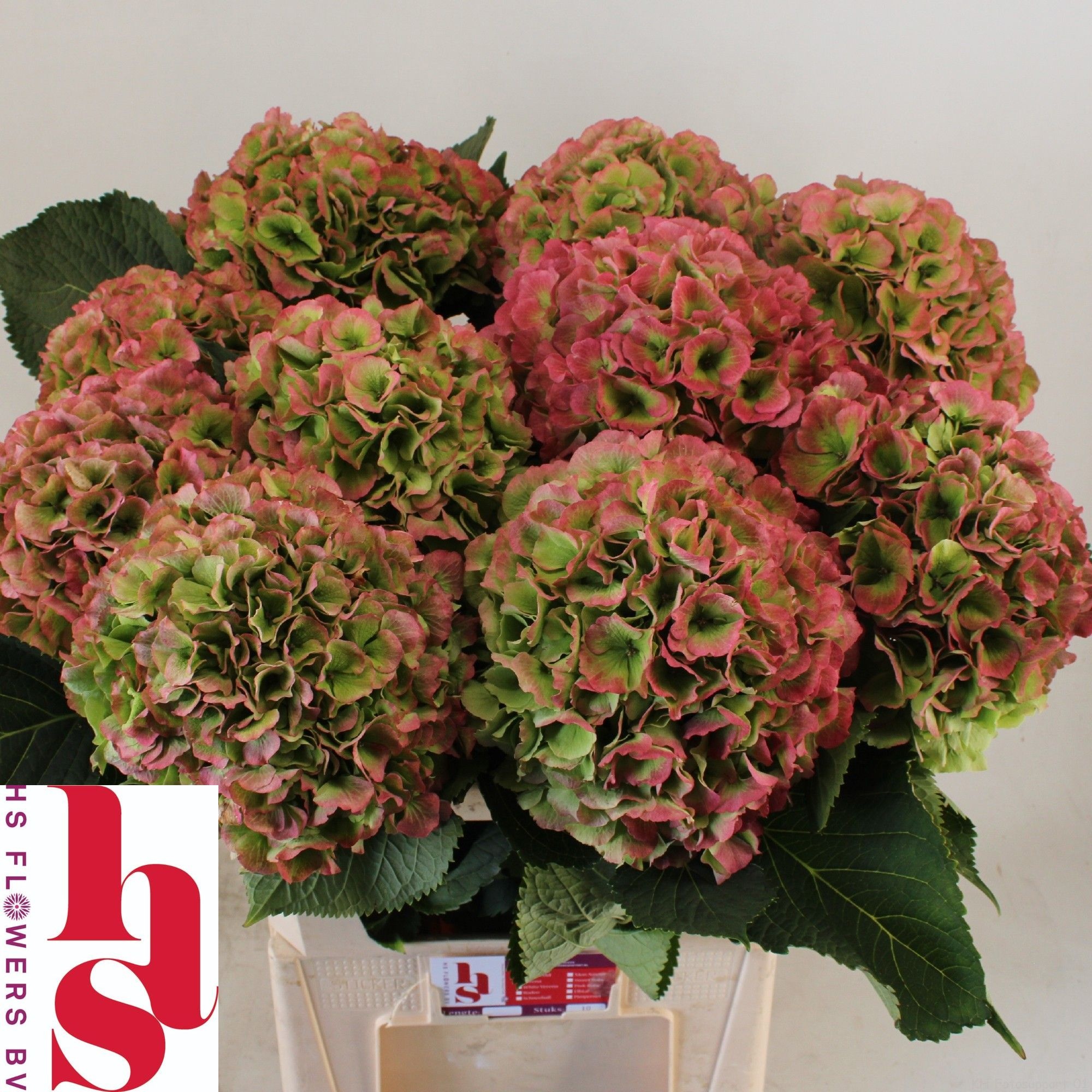 Hydrangea Verena Classic Red Green 80cm 22Ø