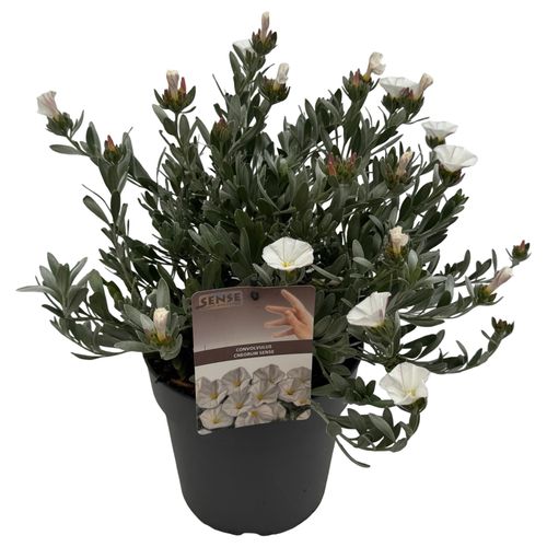 Convolvulus cneorum sense p23 Asra