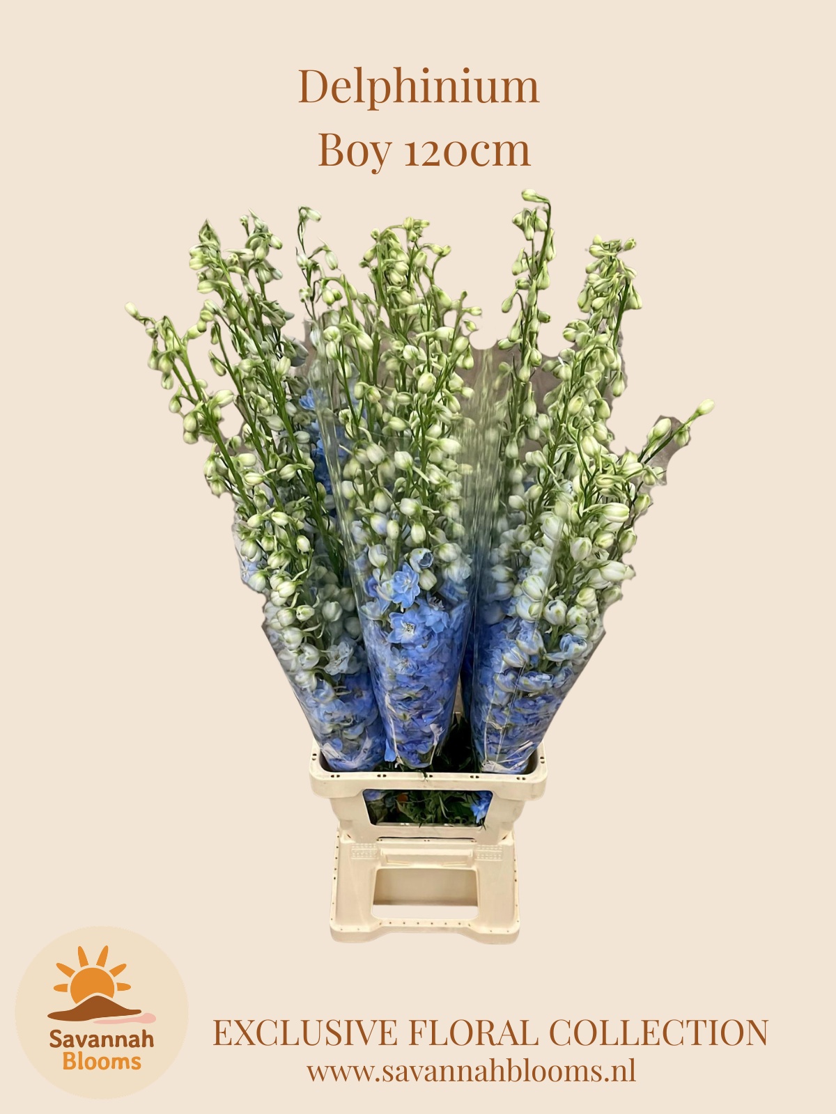 Delph Du Dewi Boy 120L.cm 23bloei