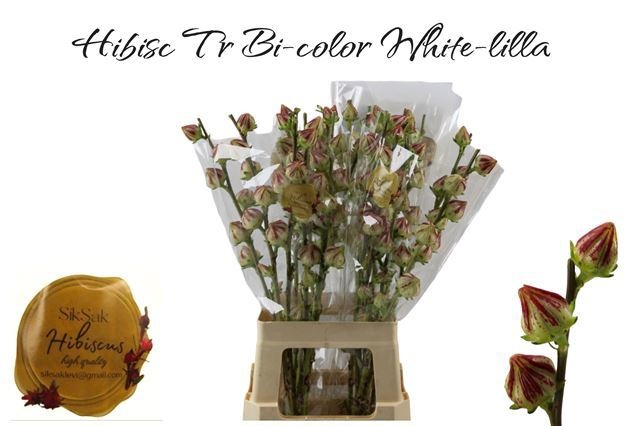 Hibiscus Tr Bi-color 70cm