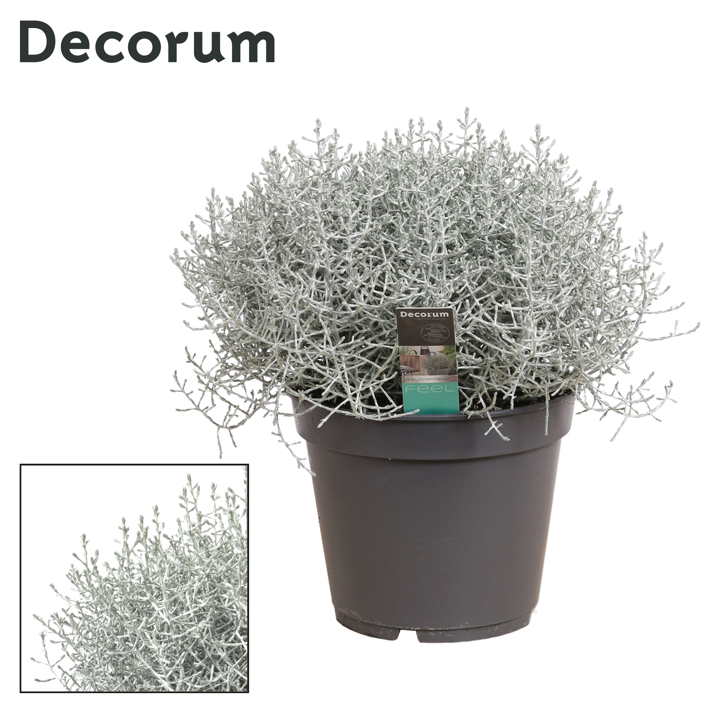 Picture of Leucophyta (Calocephalus) Brownii met etiket (Decorum) P17 30CM