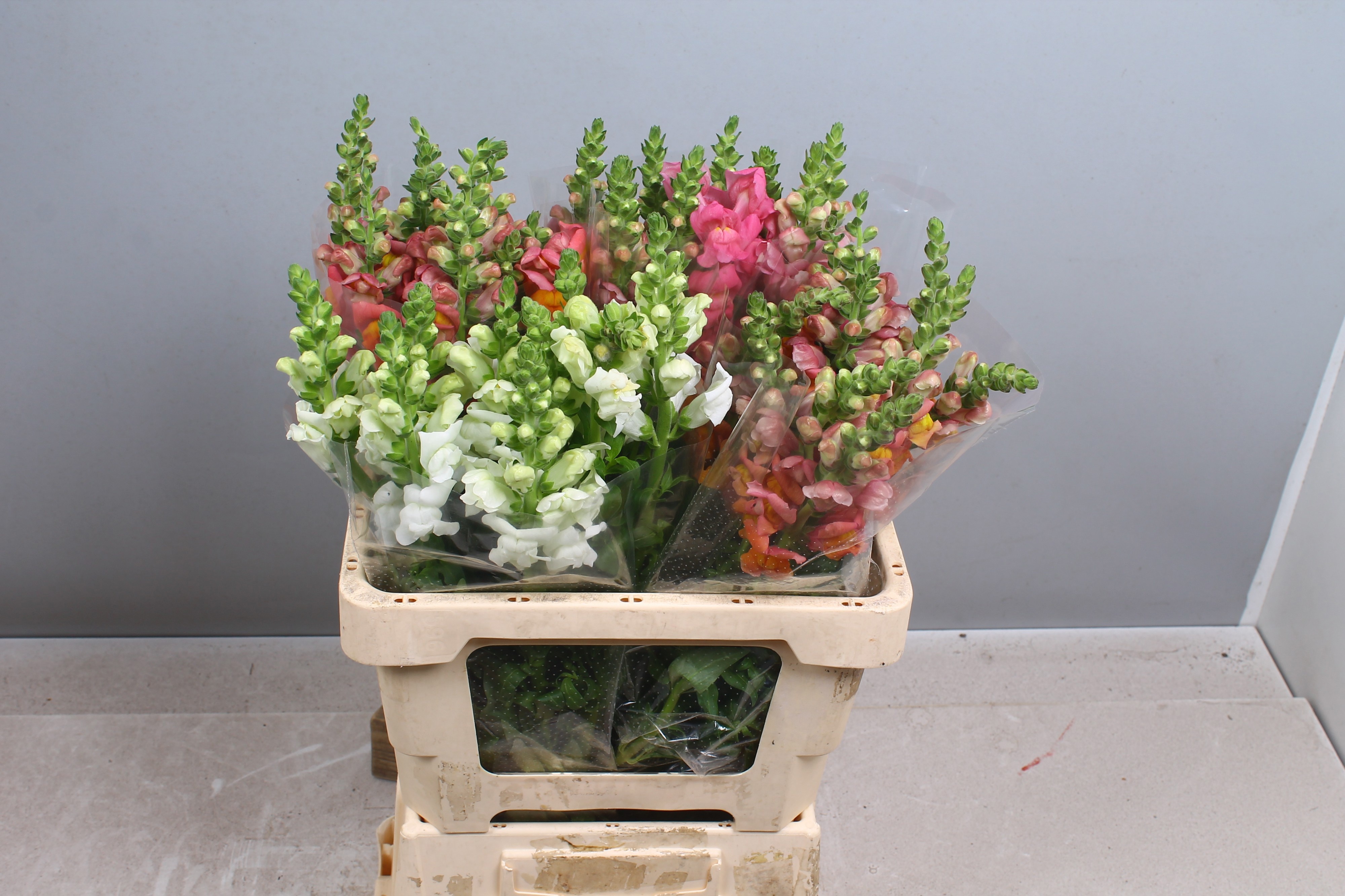 Antirrhinum Mixed In Bucket 60cm