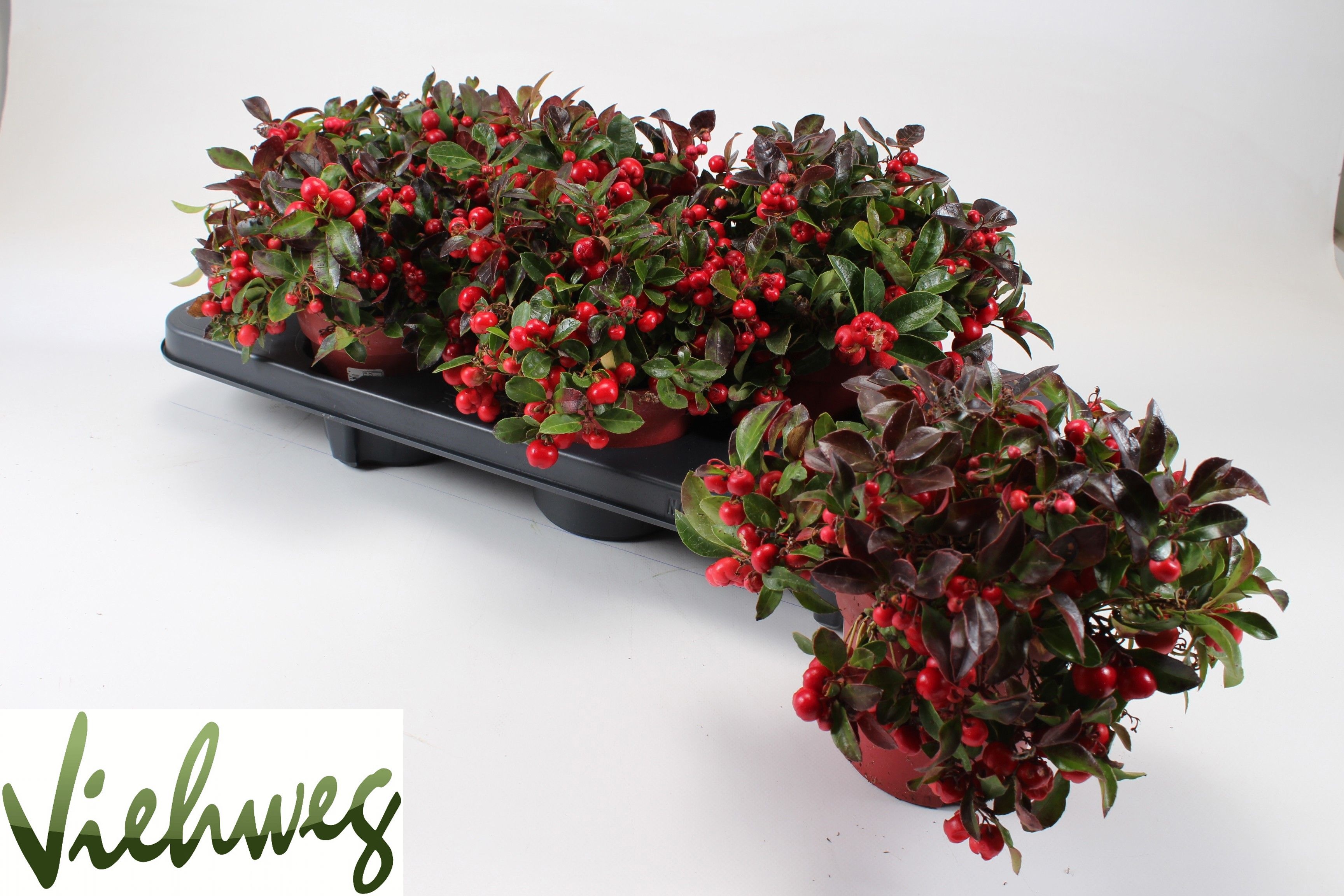 Gaulth Pr Big Berry 12Ø 25cm