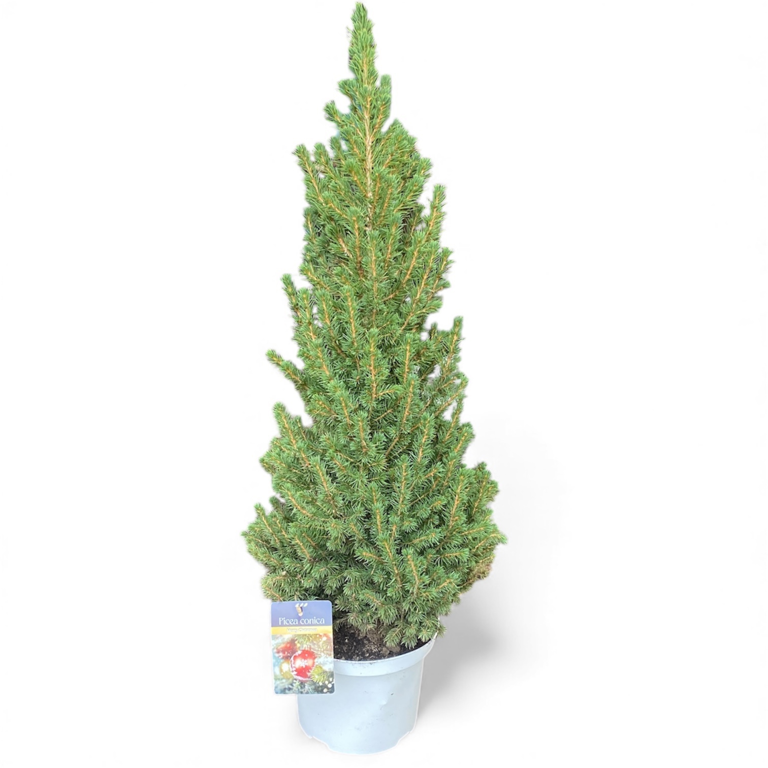 Picea gl. 'Conica' Wit ( )