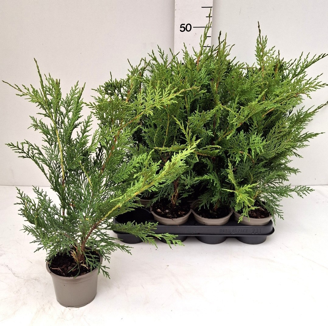 Cupressocyparis leylandii
