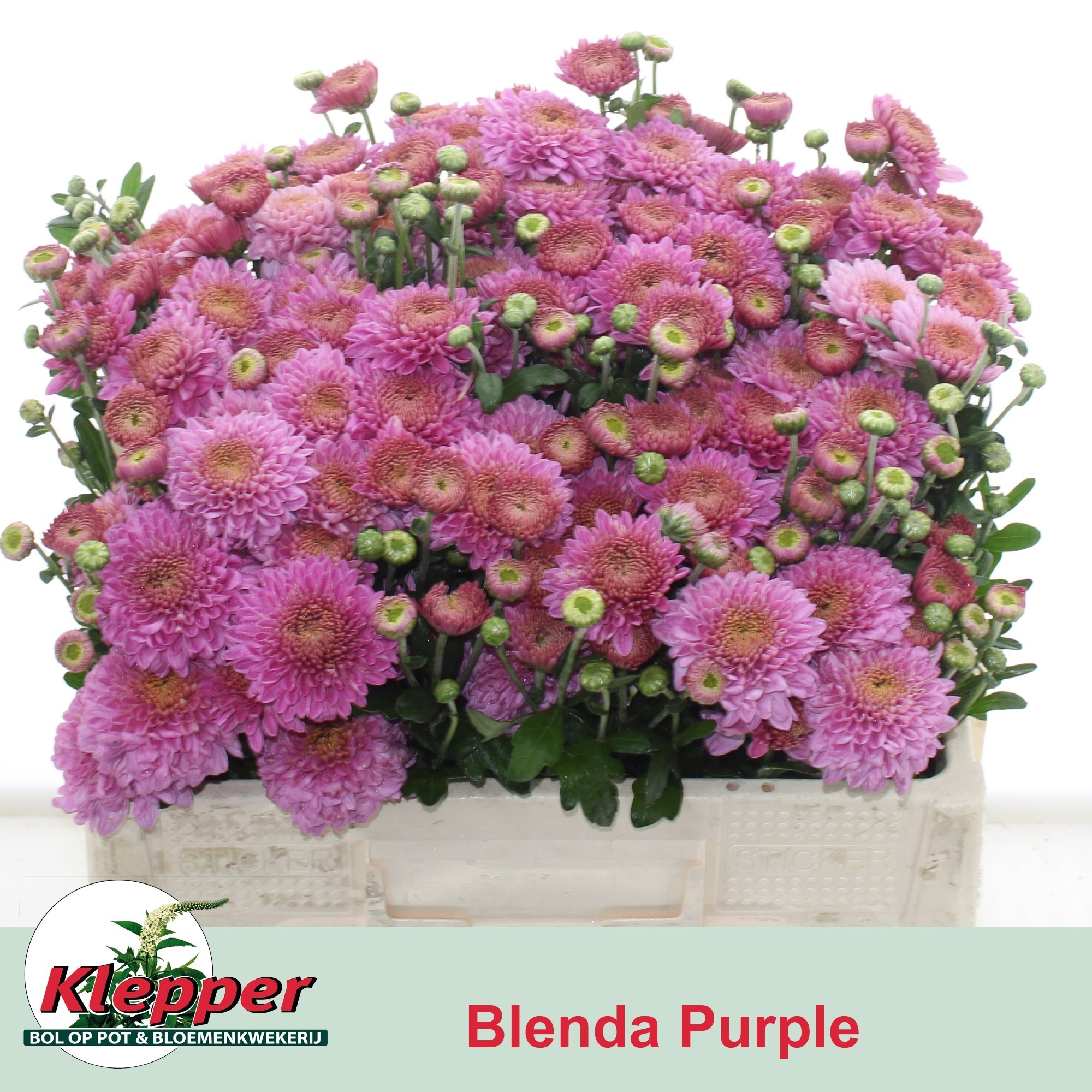 Chrys Spray Blenda Purple 50cm 45gram