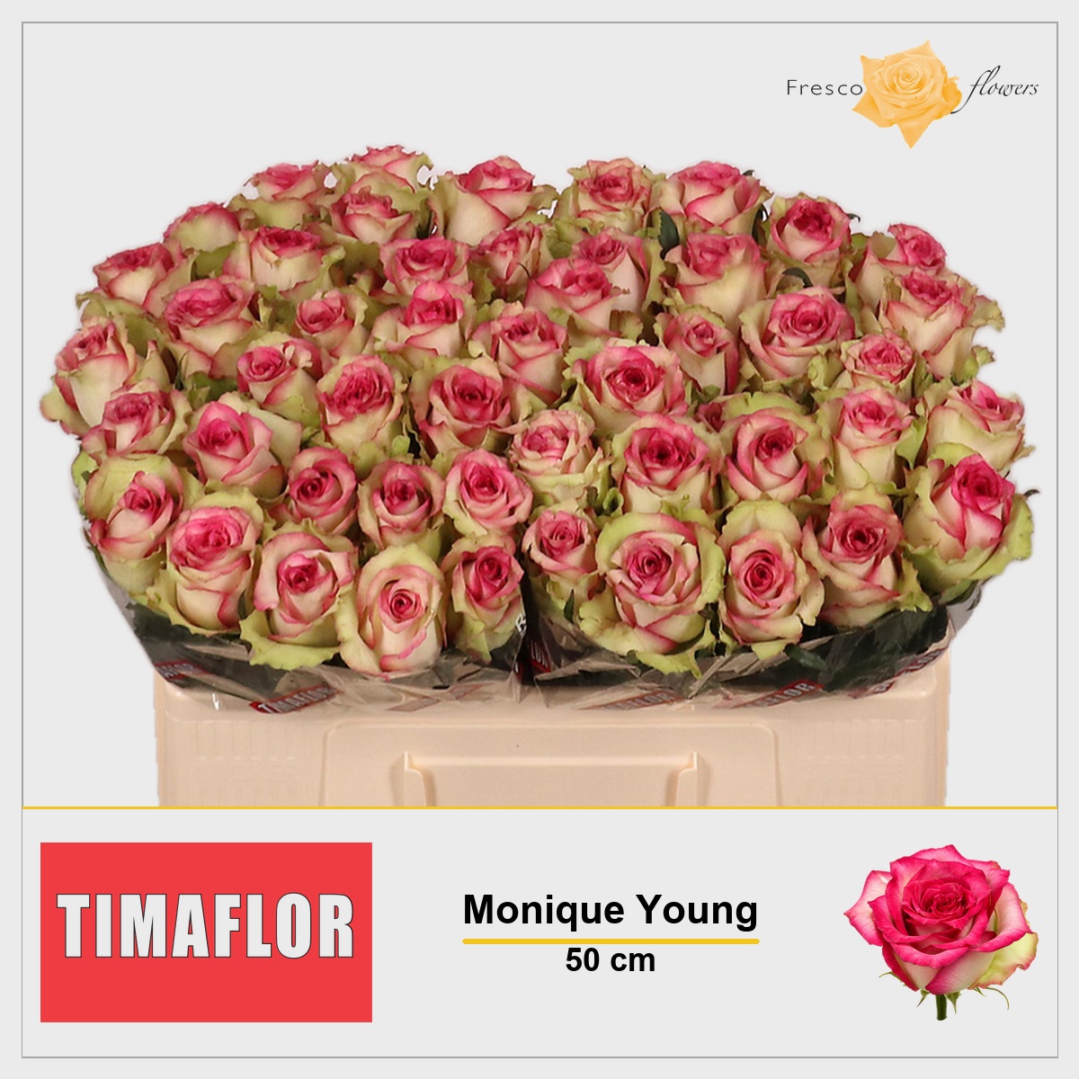 Rosa Monique 50cm