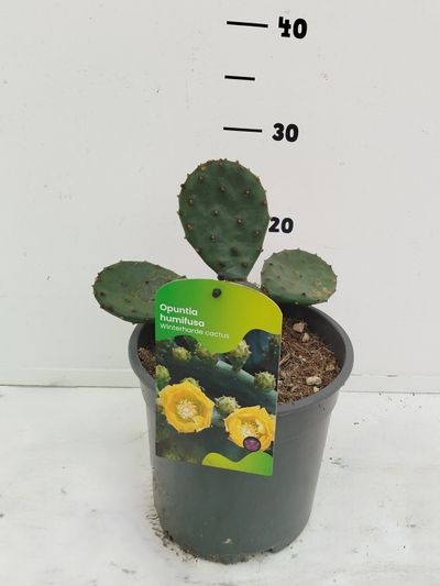 Opuntia humifusa