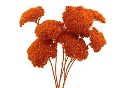 Dried/preserved Flowers Misc 60cm 100gram