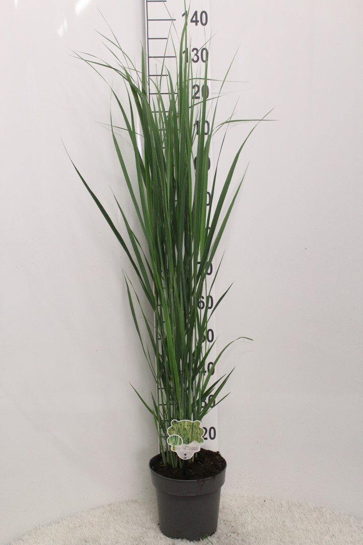 Picture of Panicum vir. Northwind P23 (5 Ltr)