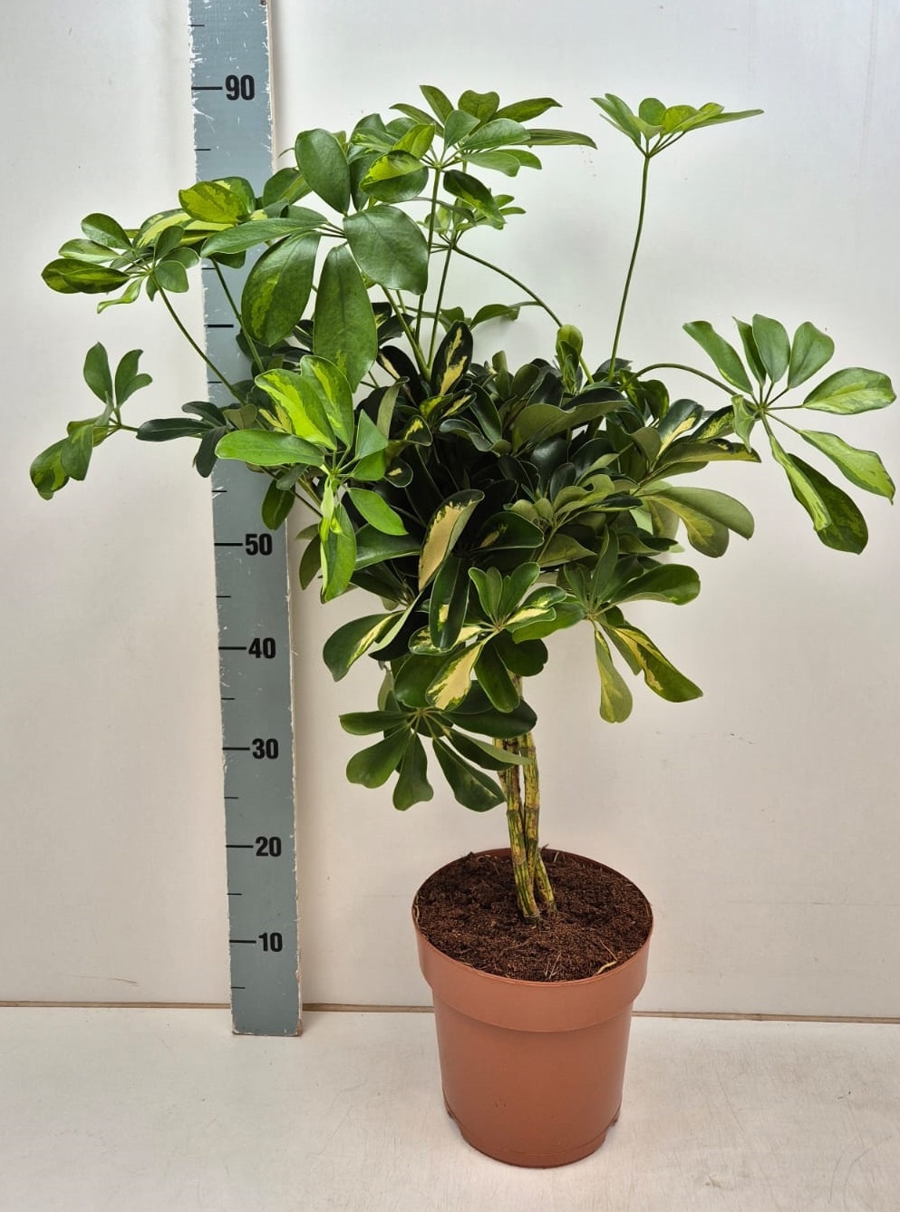 Schef Ar Gold Capell 21Ø 80cm