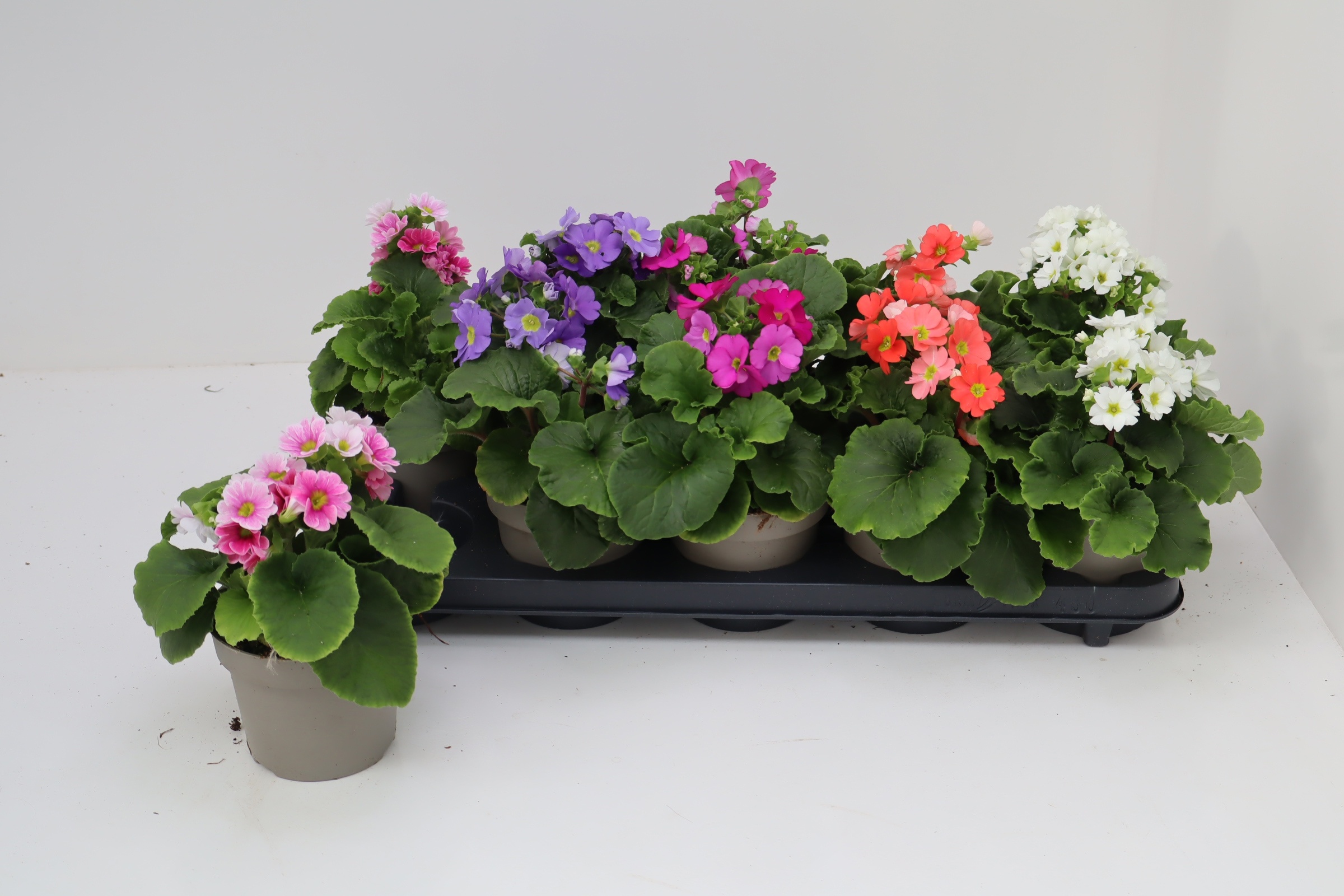 Prim Ob Tm Gem 12P 25H 23bloei