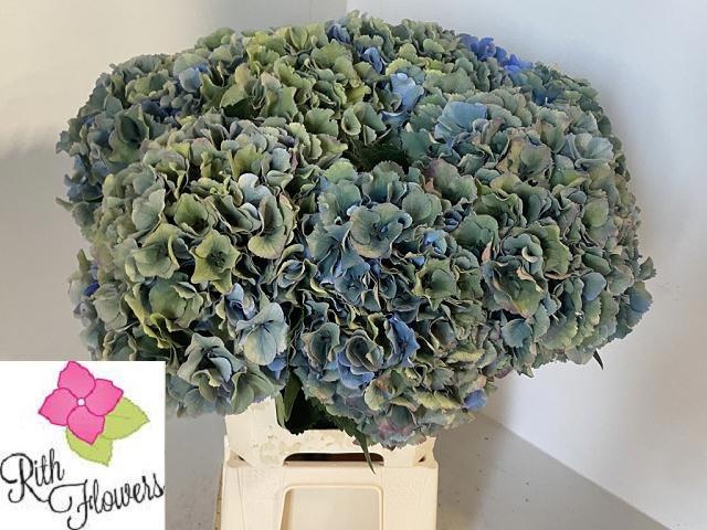 Hydrangea Royal Parade Classic 60cm 21Ø