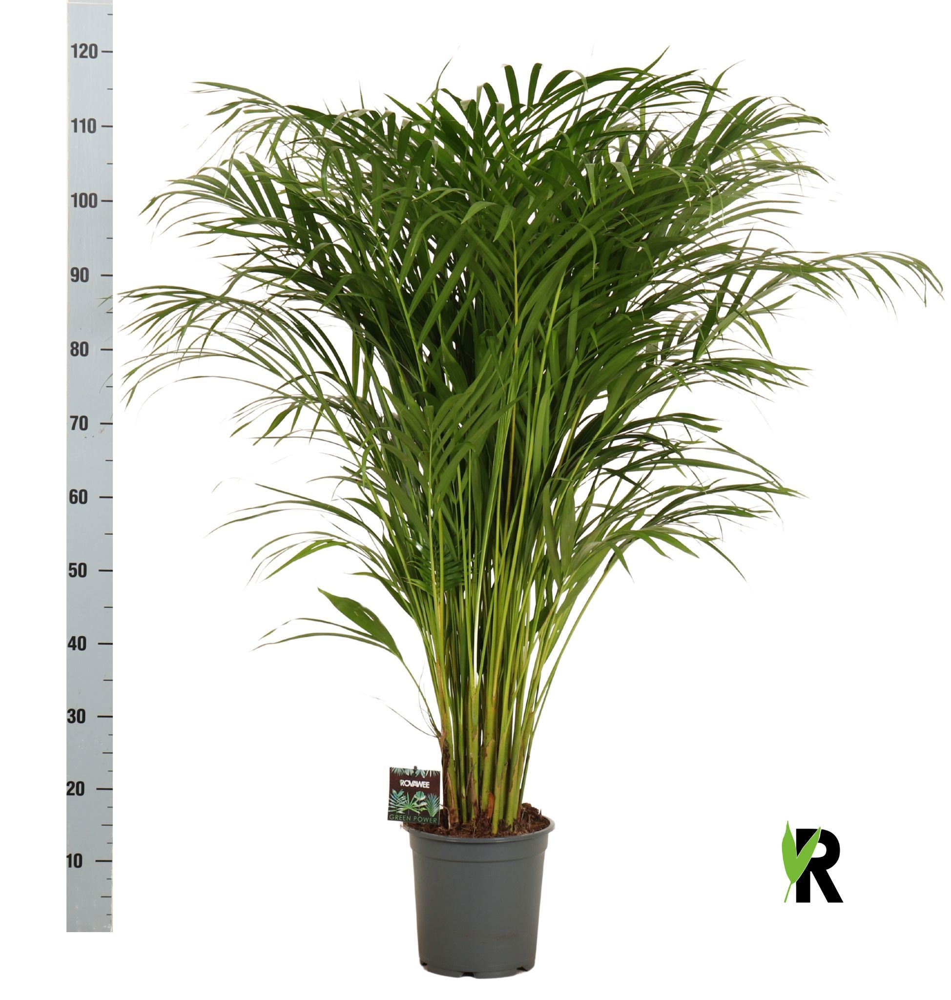 Dypsis Lutescens 21P 125H 1stek