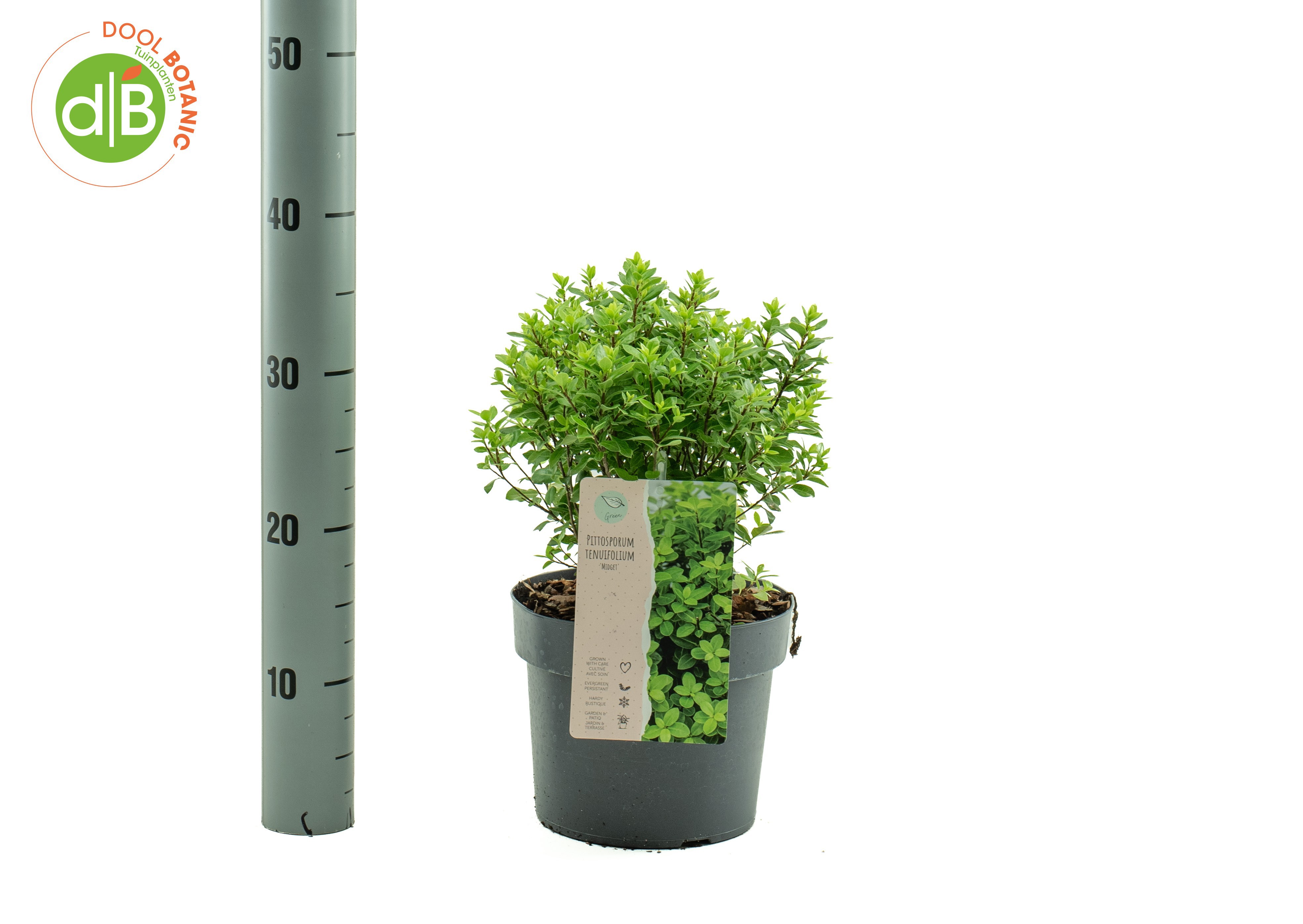 Pittosporum tenuifolium 'Midget'