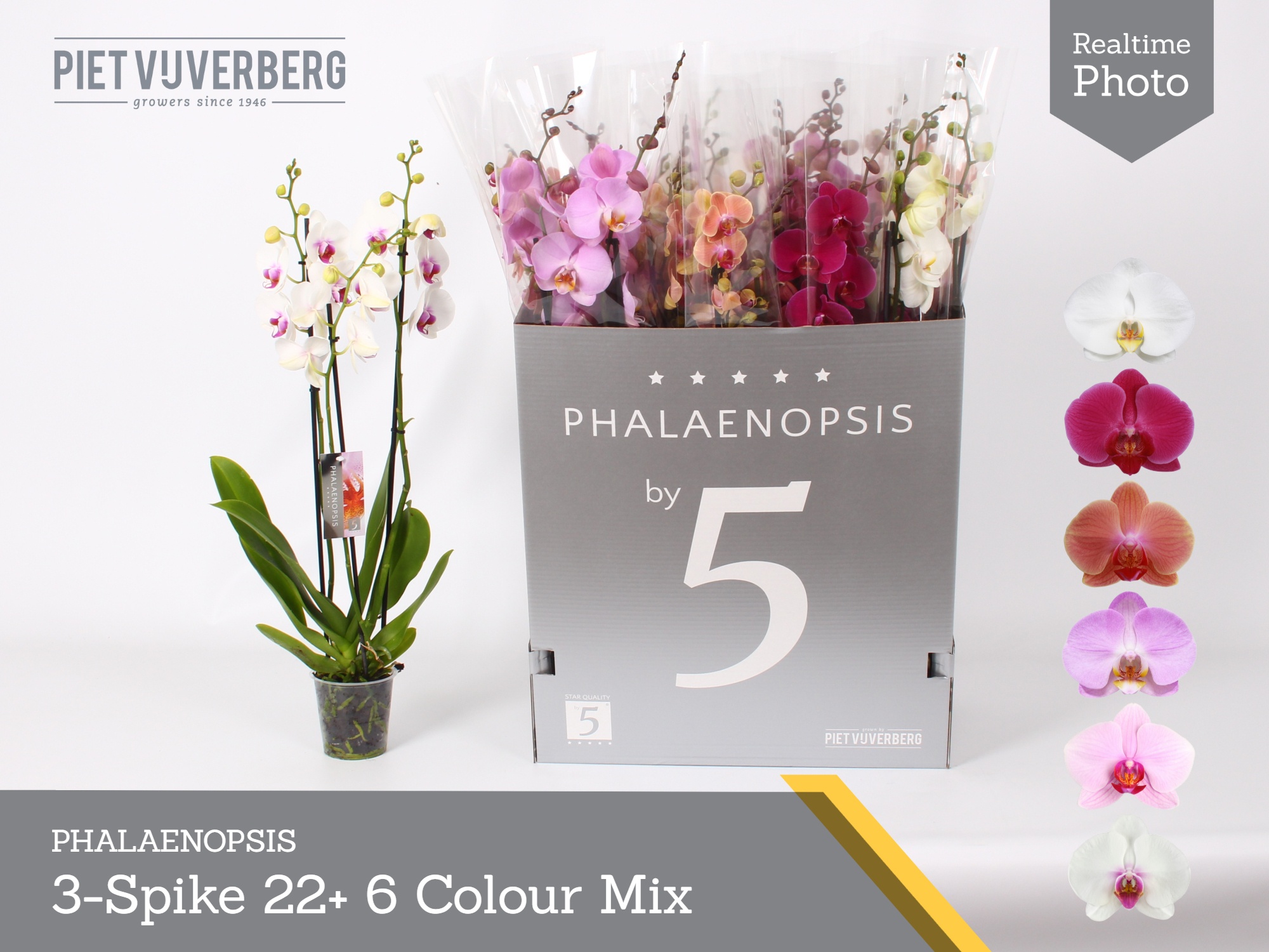 Phal Gem 6 Kl 12P 80H 3TAK 22bloem 23bloei