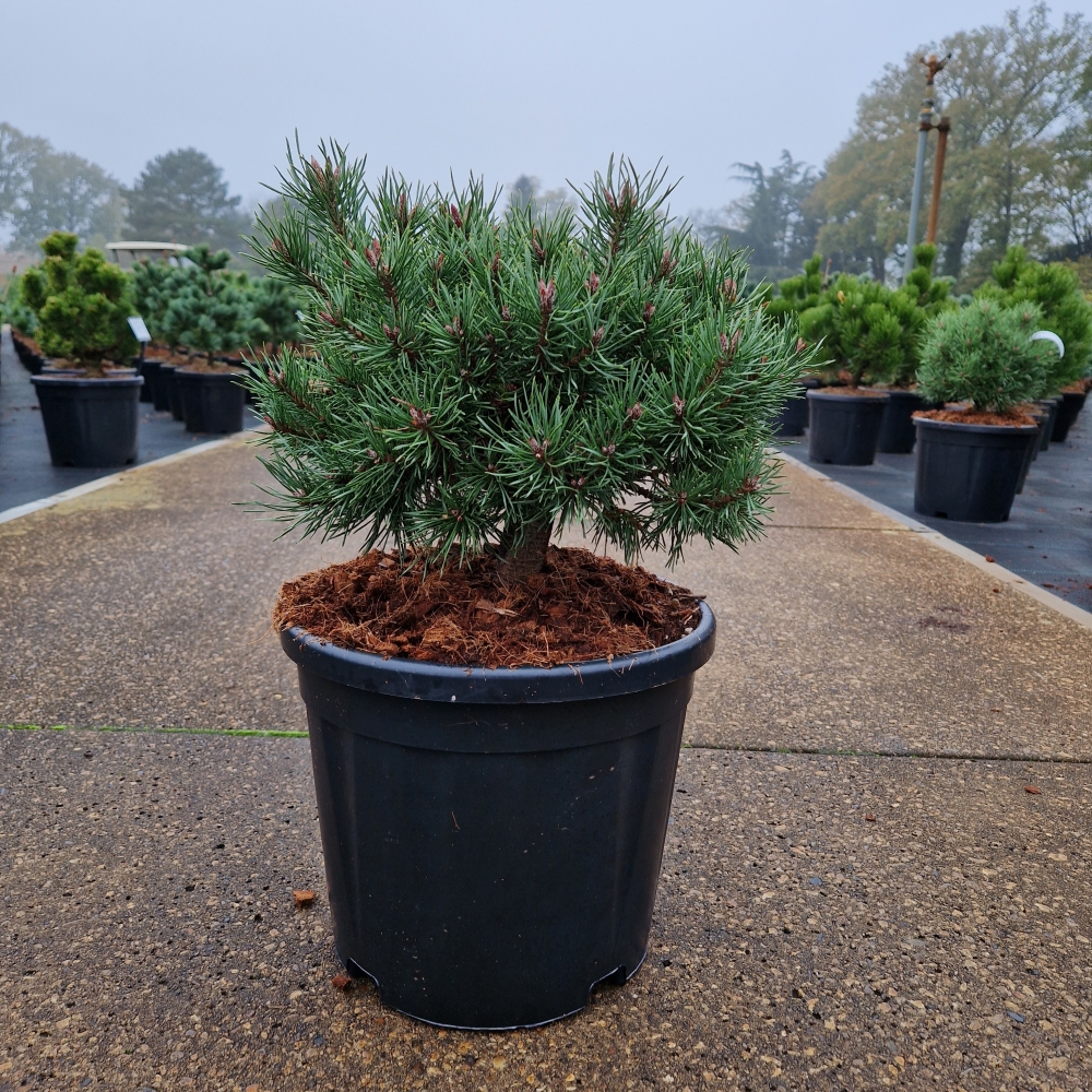 Picture of Pinus sylvestris Martham C11 30/+ (LOOSE)