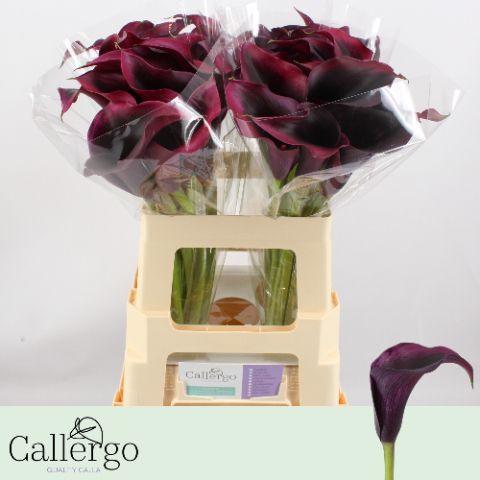 Calla Rudolph 55cm